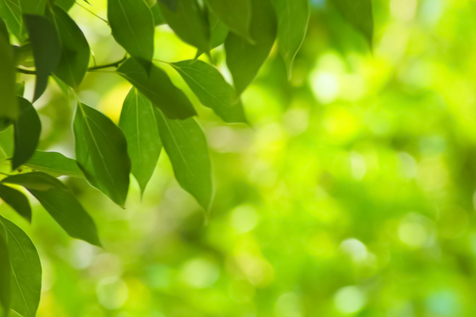 Foglie verdi vivaci su uno sfondo verde sfocato