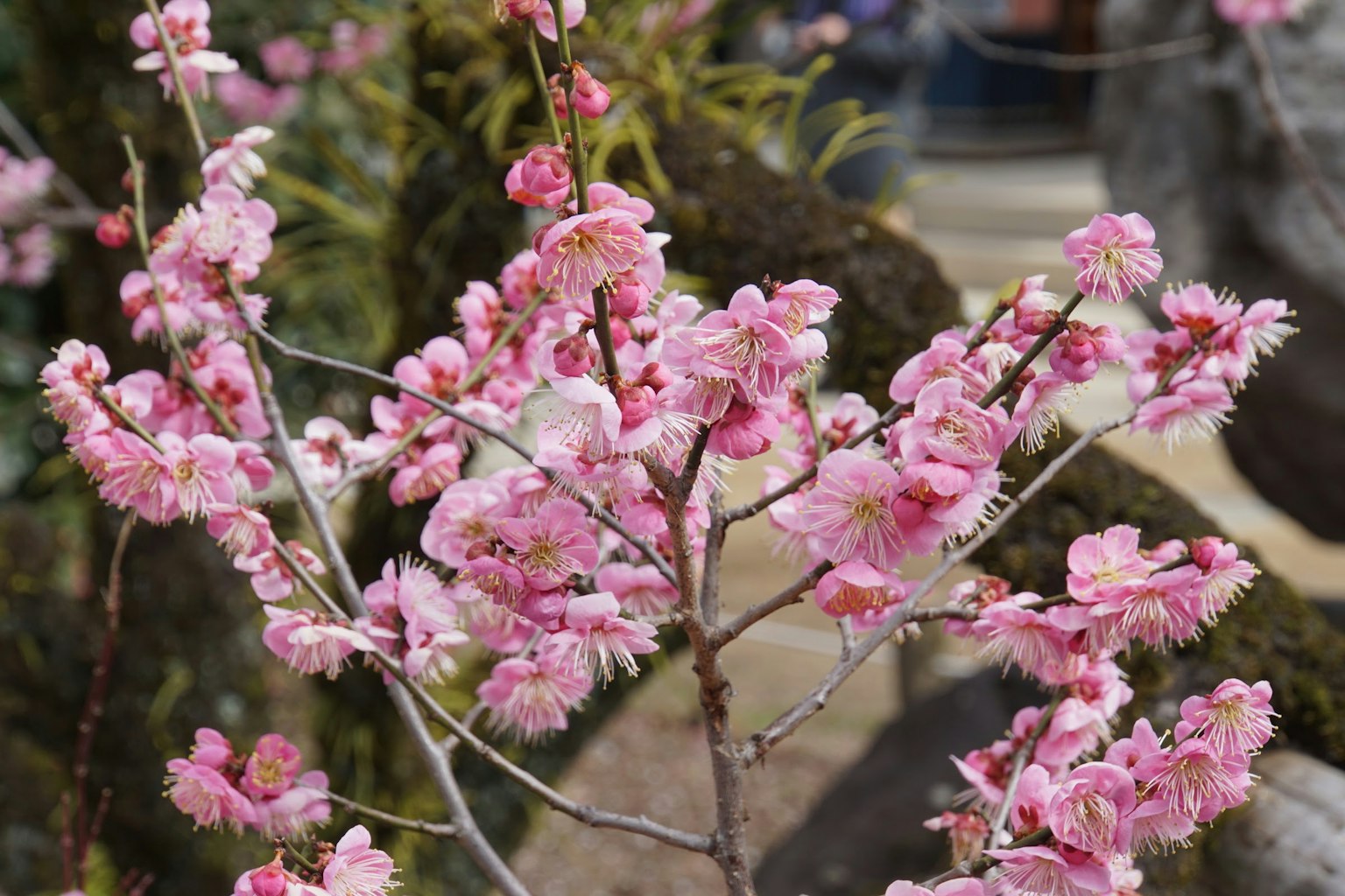 Cabang pohon sakura dengan bunga pink yang halus