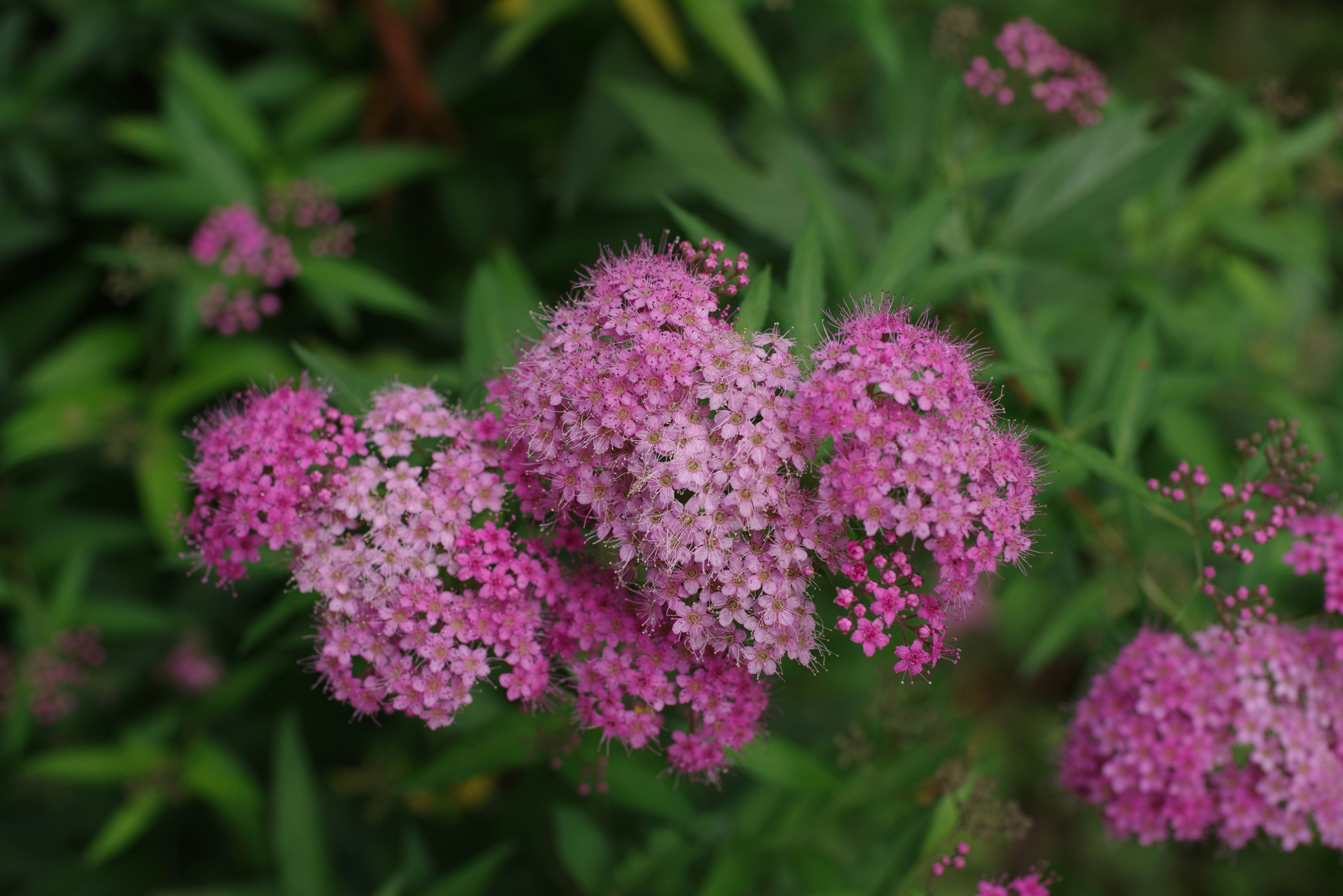 ピンクの花が群生する草地のクローズアップ