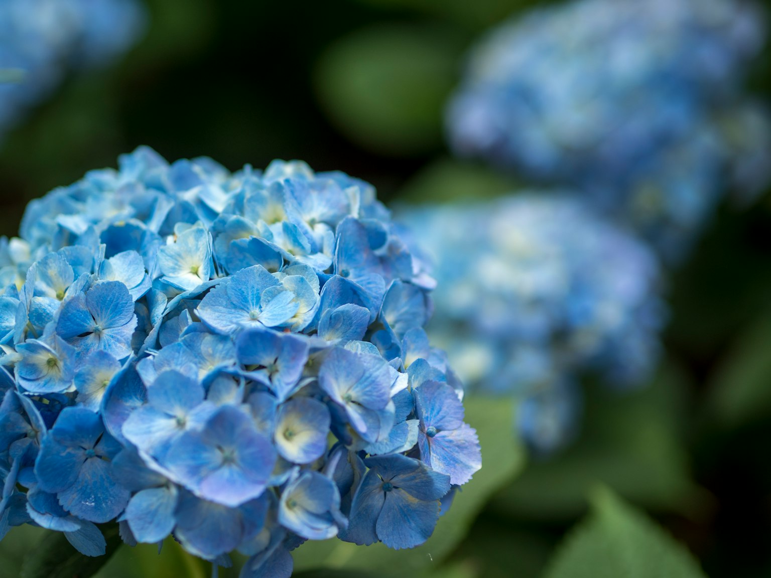 Nahaufnahme von blauen Hortensienblüten in voller Blüte