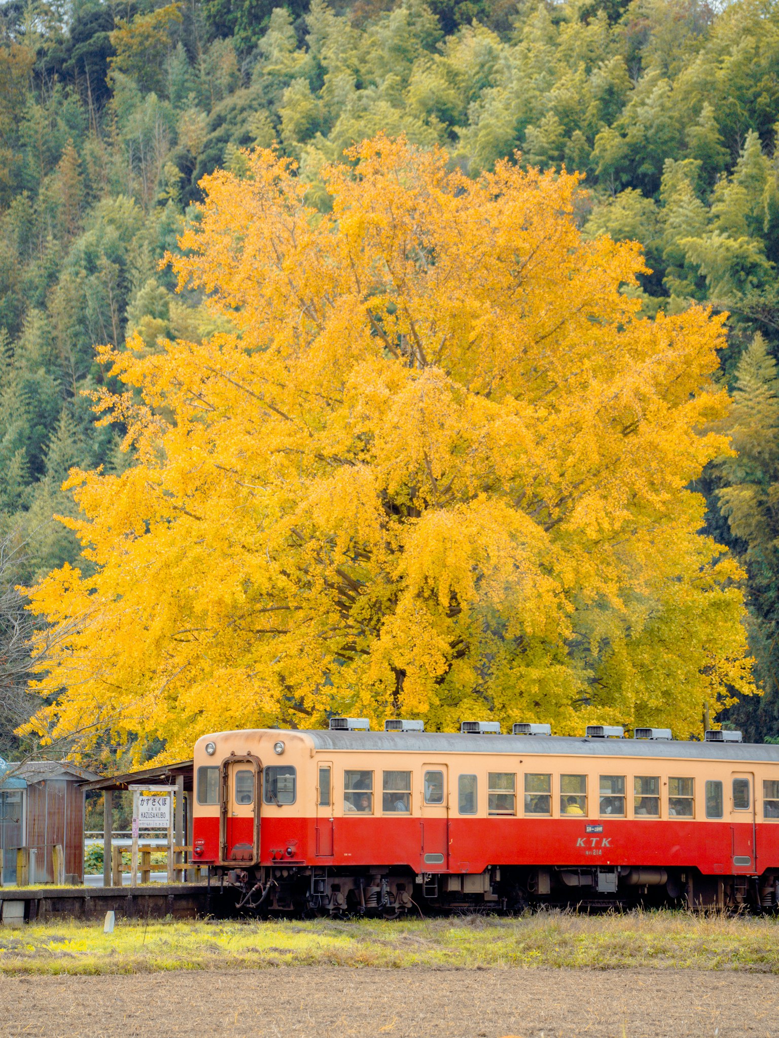 Train rouge arrêté près d'un arbre jaune vif