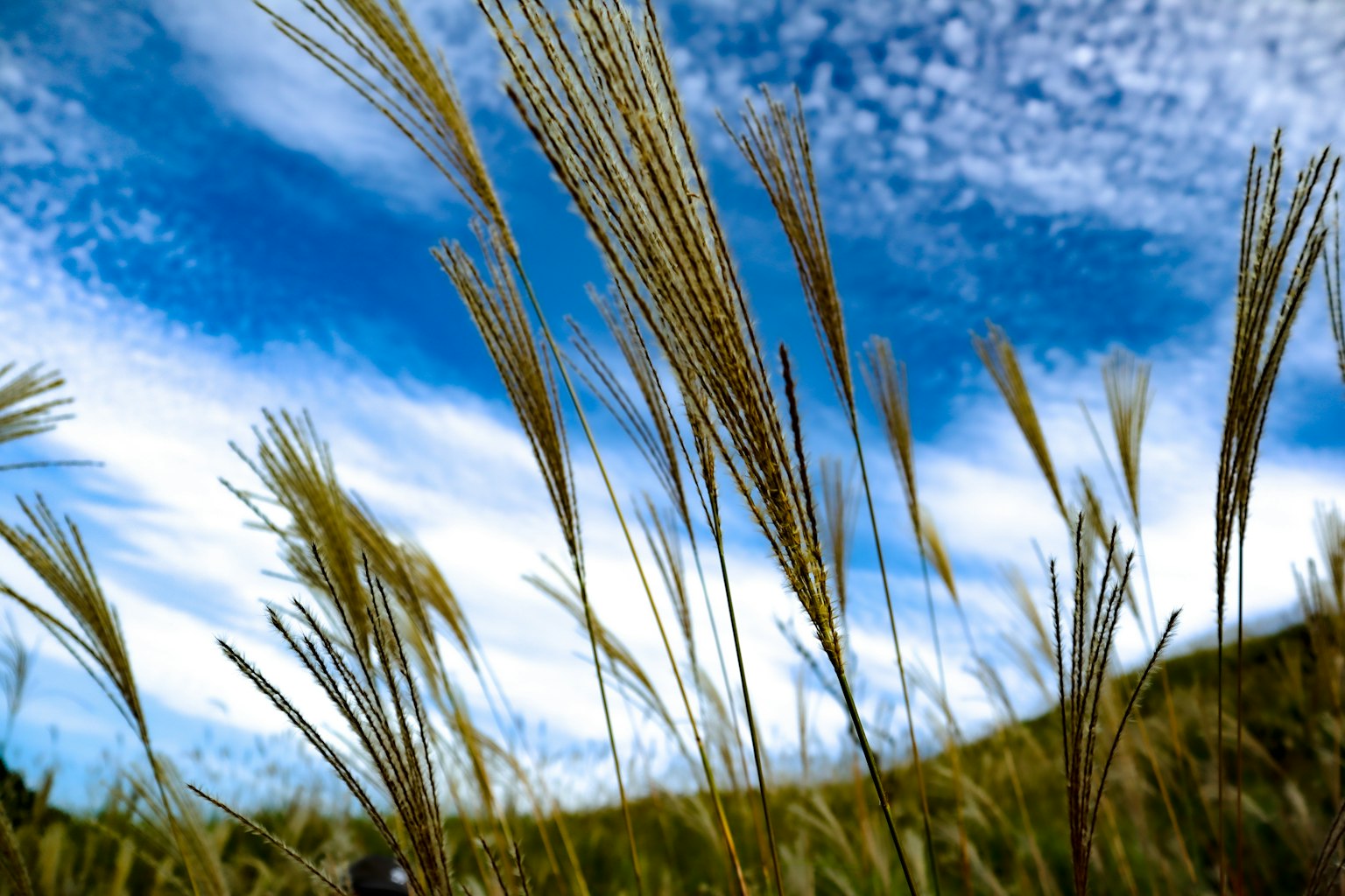 Hierba con espigas meciéndose bajo un cielo azul