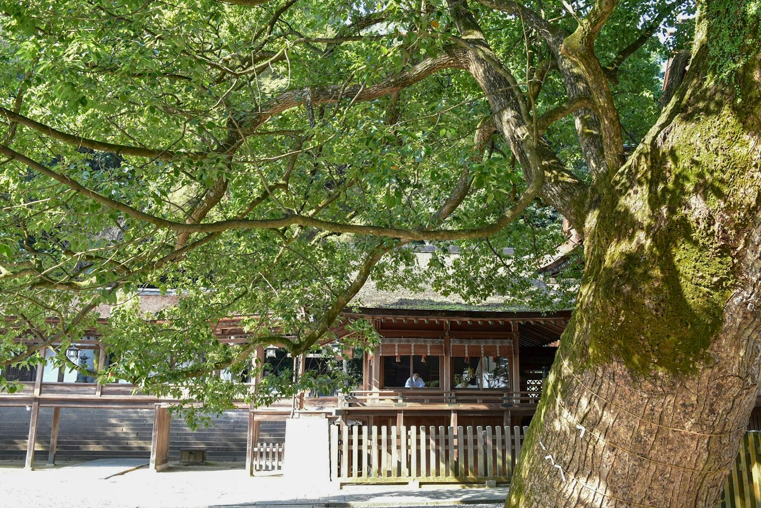 一棵大樹和背景中的傳統建築