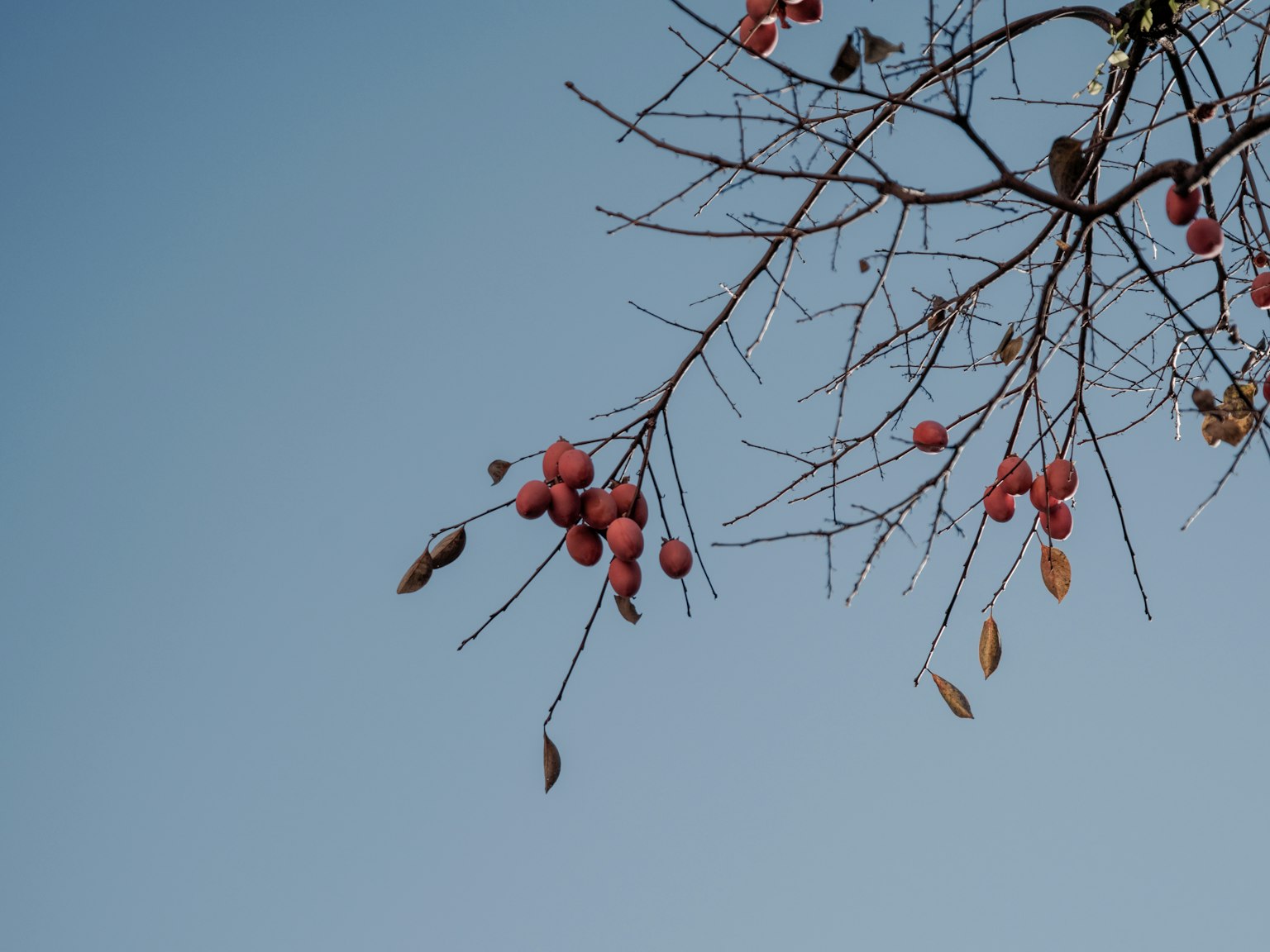 Una rama de árbol con frutas rojas contra un cielo azul
