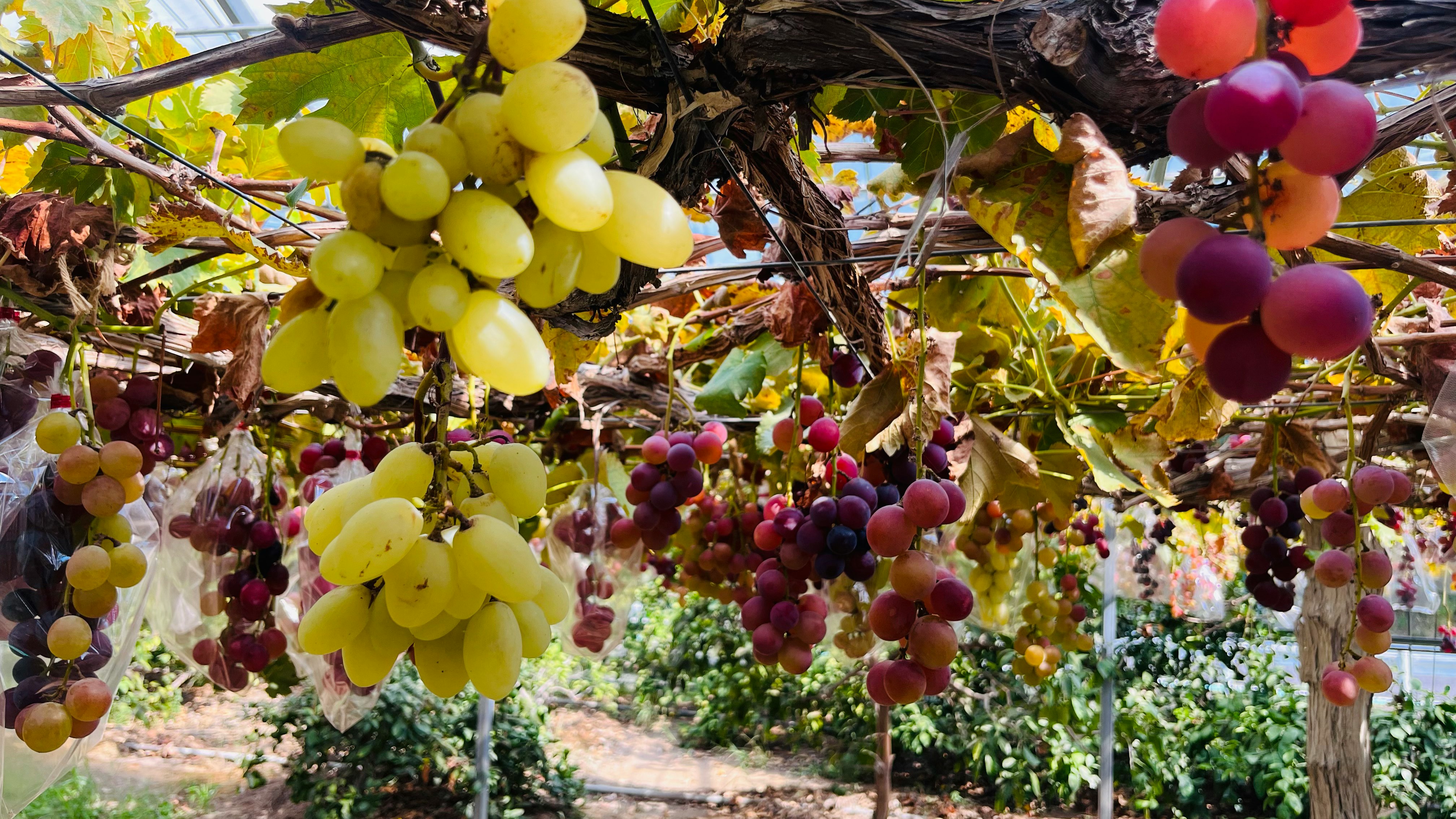 colorful grape clusters hanging on a trellis