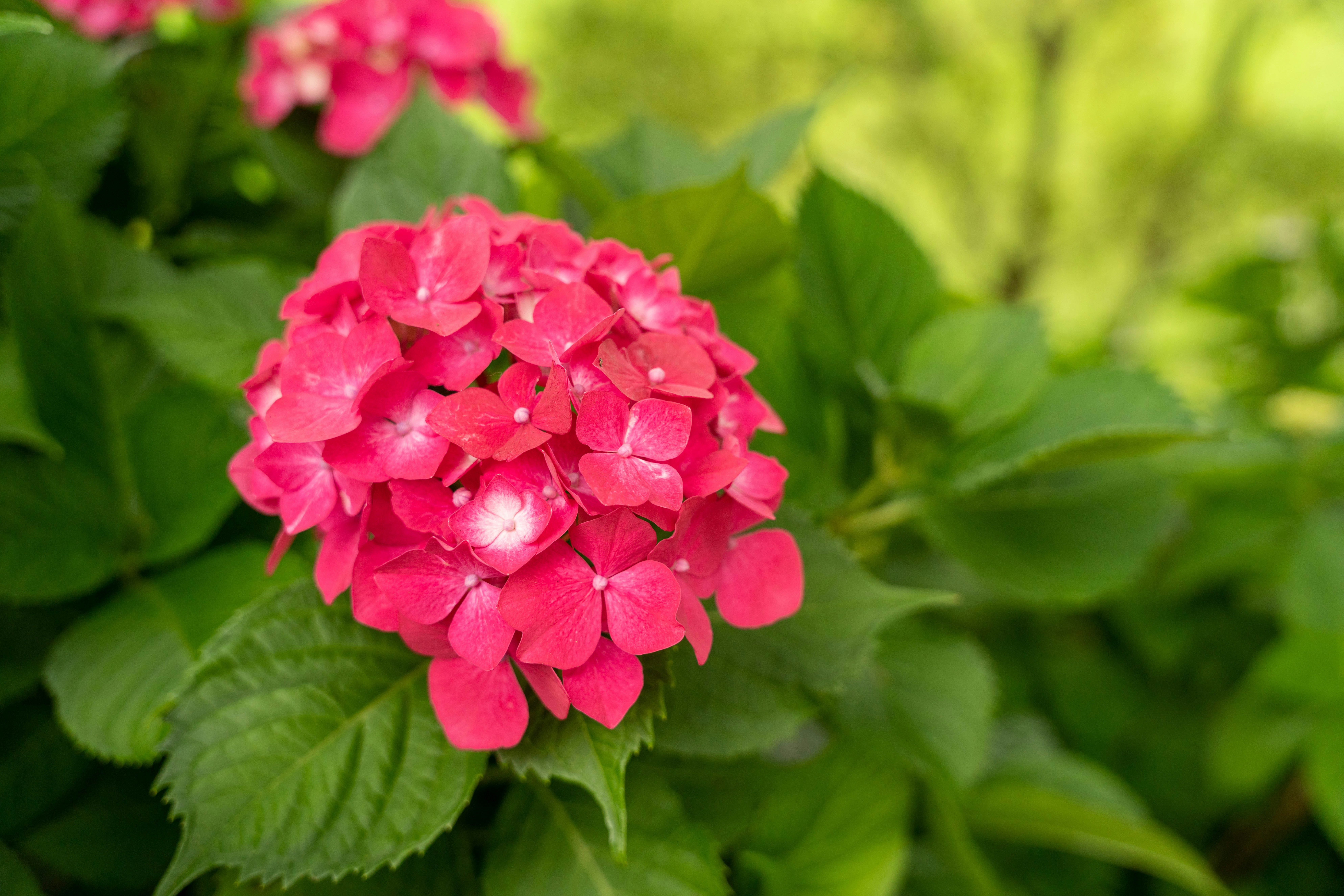 Fleur d'hortensia rose vif avec des feuilles vertes
