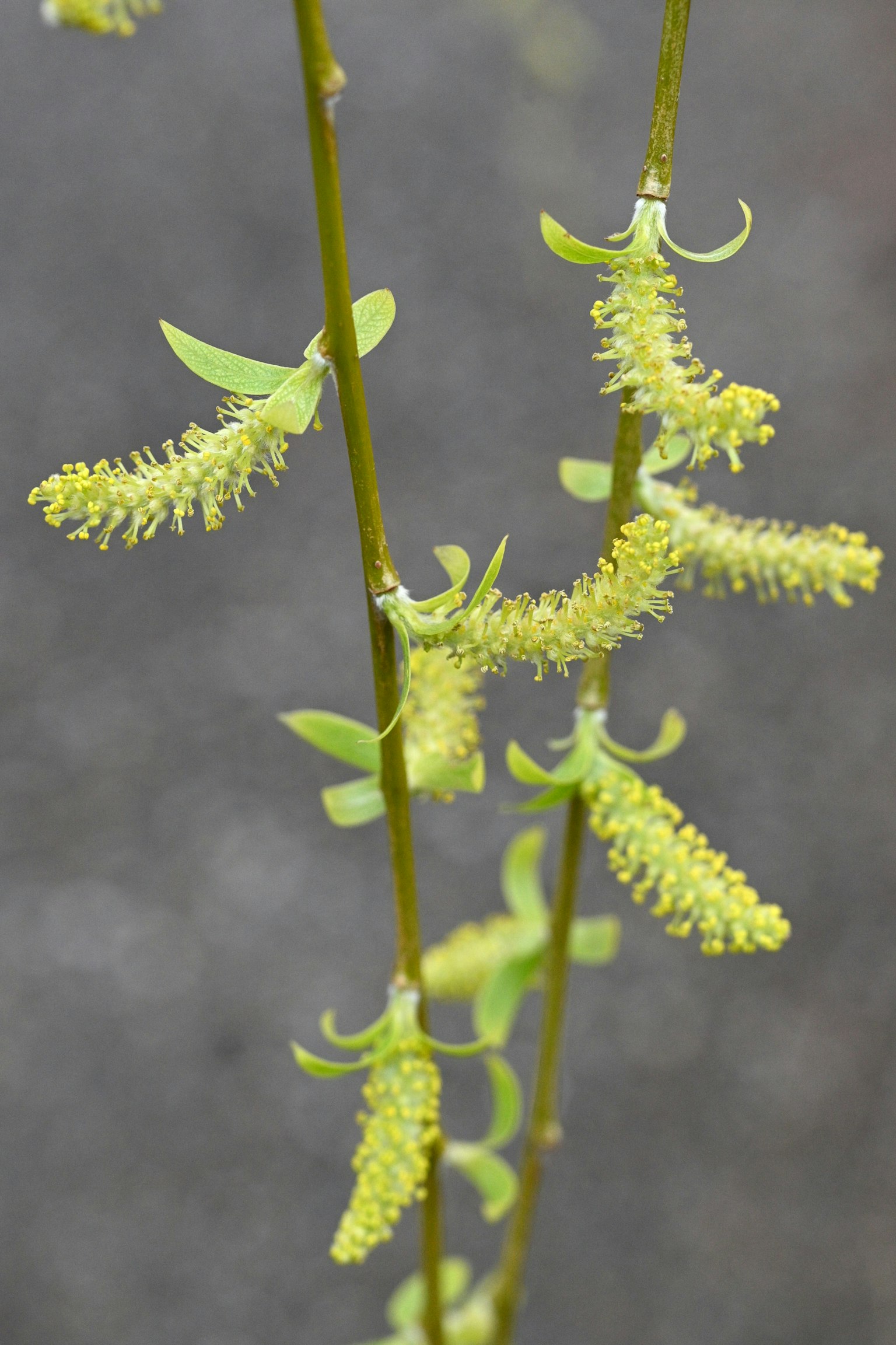 Lange schlanke Zweig mit Gruppen von gelb-grünen Blumen