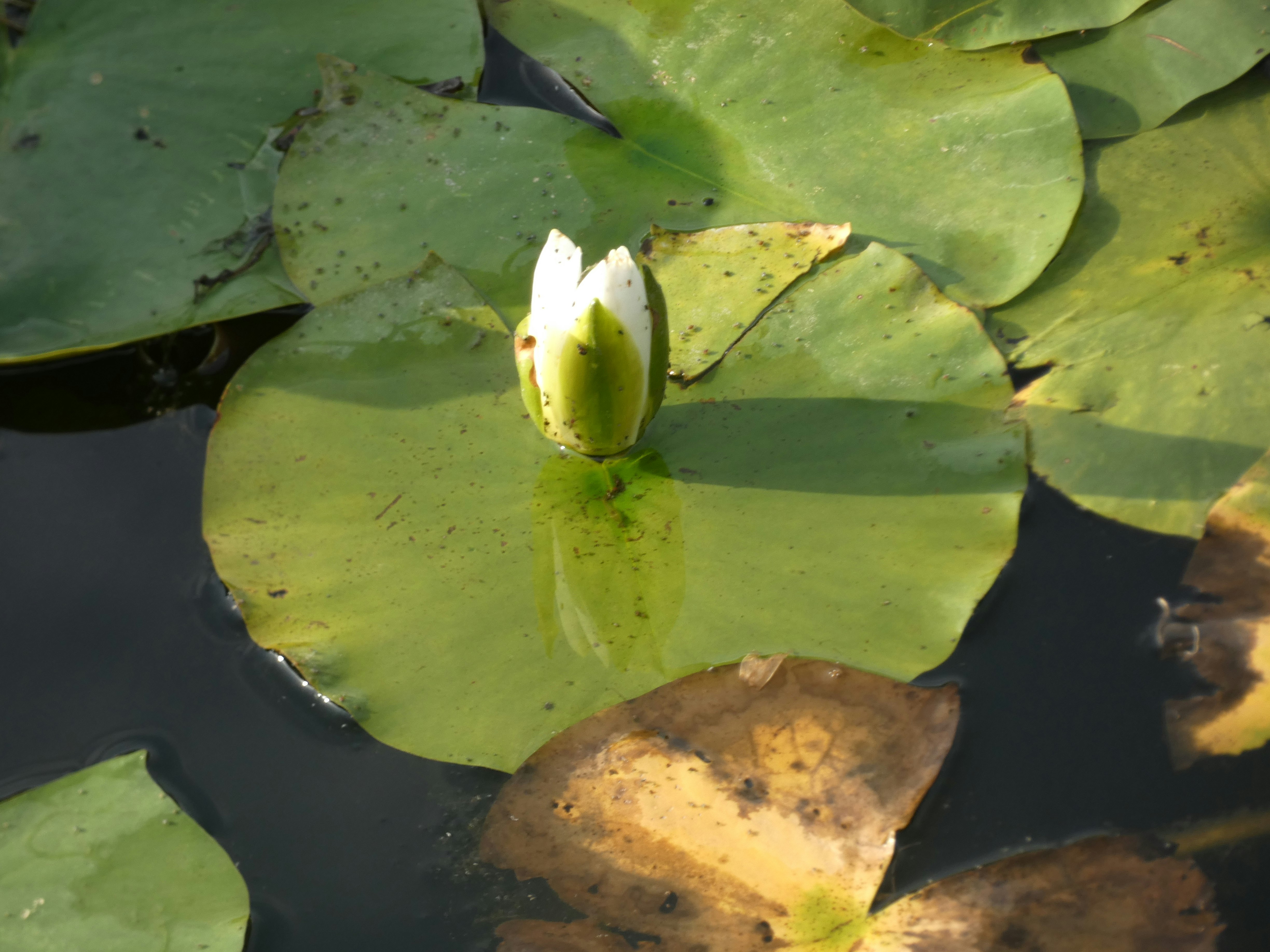 Weiße Seerose, die aus grünen Seerosenblättern ragt