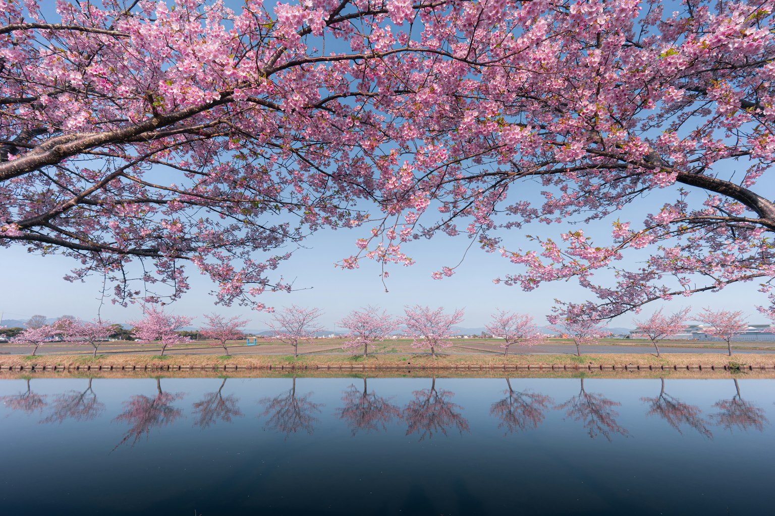 Árboles de cerezo en flor junto al río con reflejos
