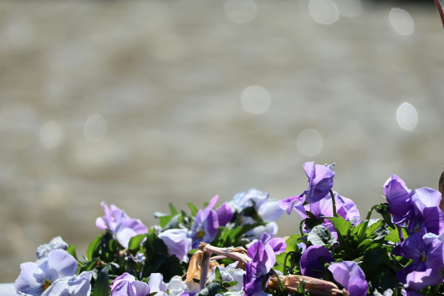Gros plan de fleurs violettes au bord de l'eau avec un arrière-plan flou