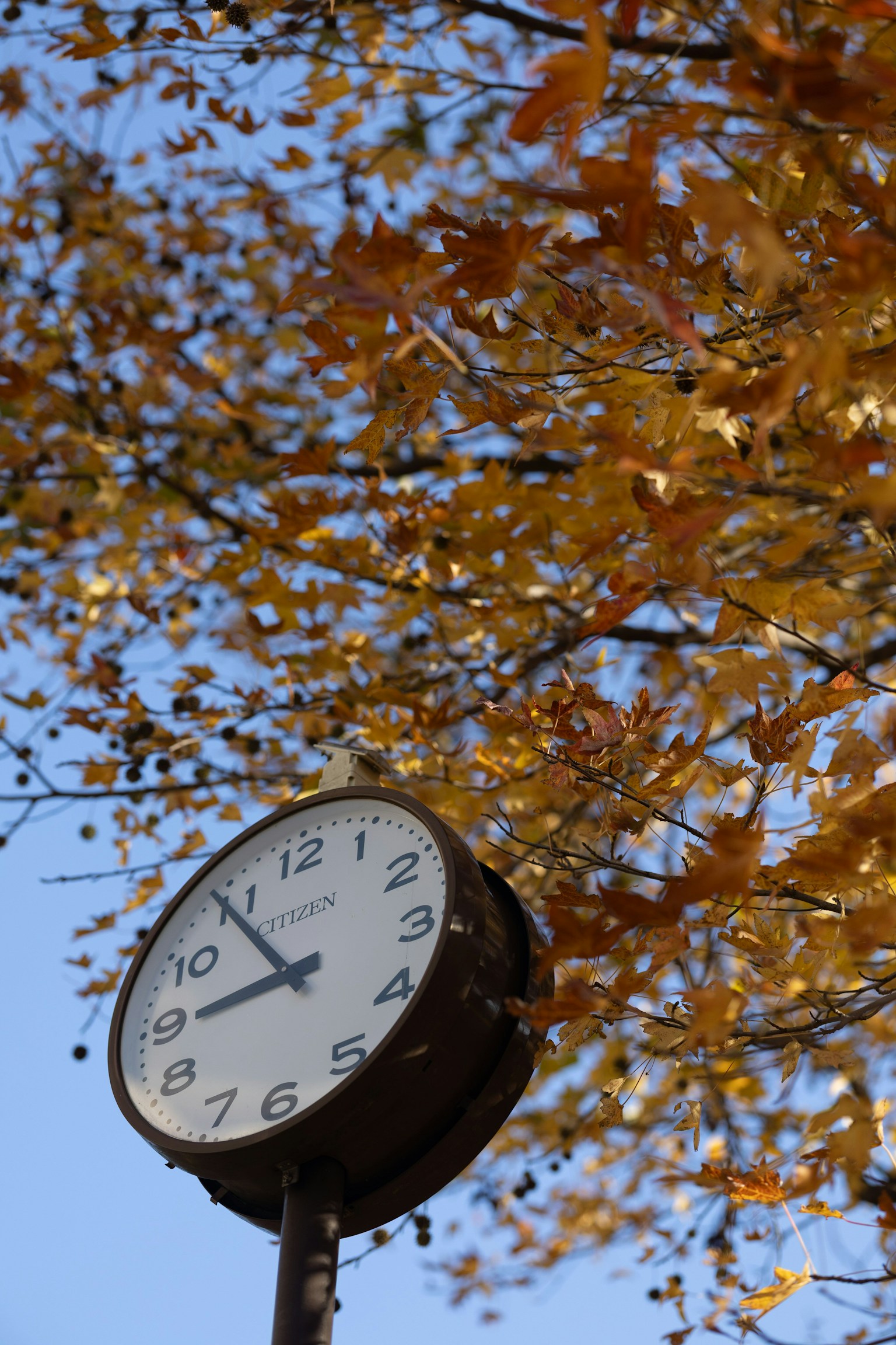 Analoge Uhr umgeben von Herbstblättern