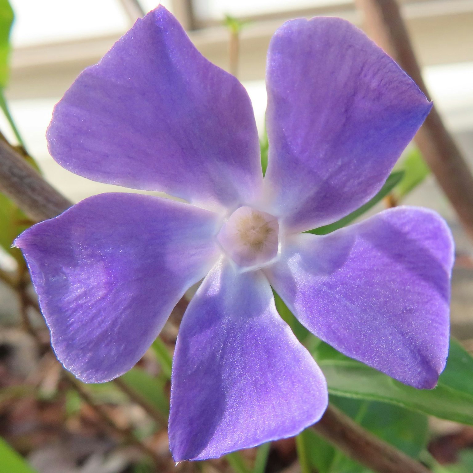 Primer plano de una flor morada con pétalos suaves y delicados