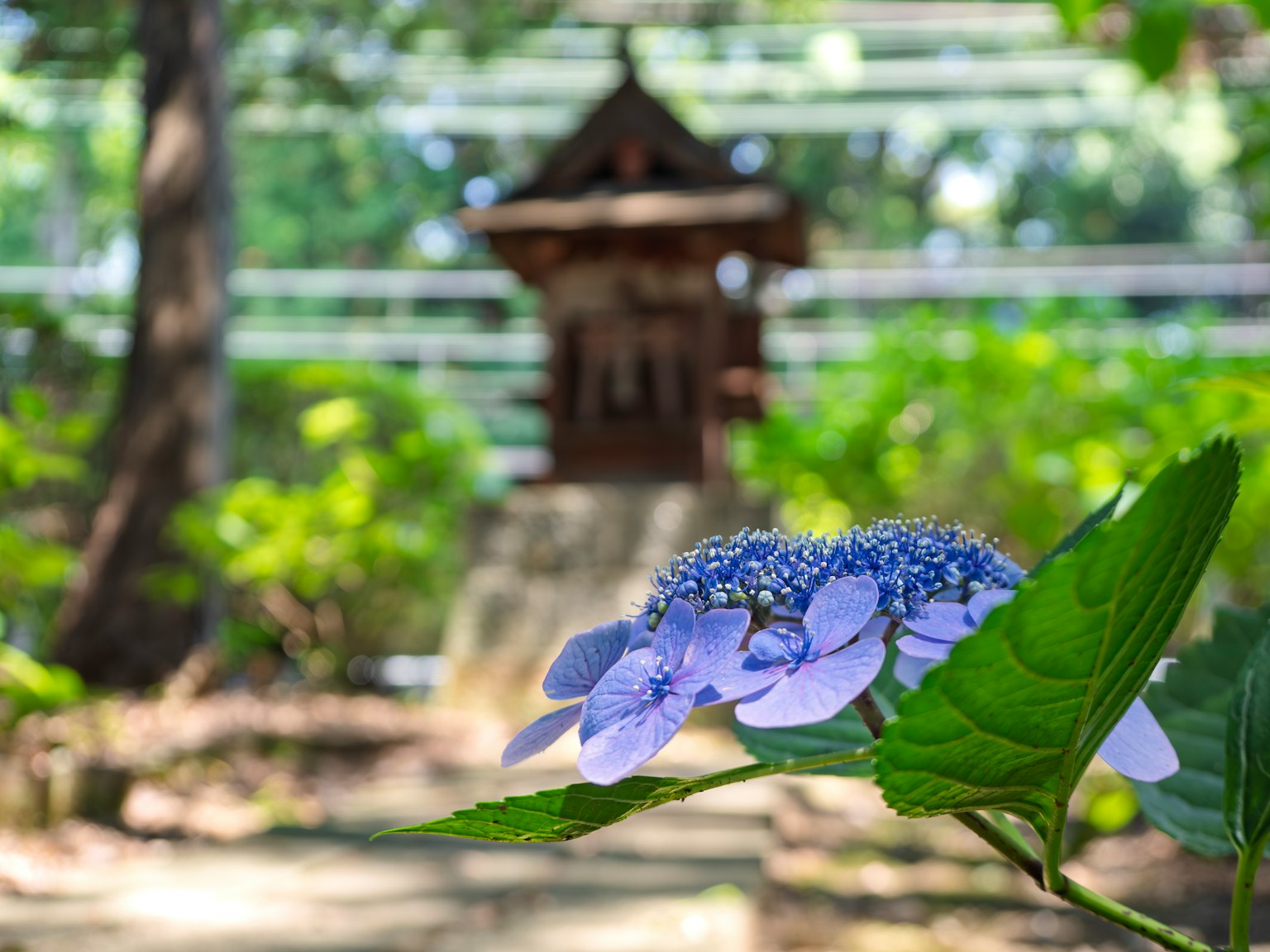 繡球花特寫，背景是一座被綠色植物環繞的小神社