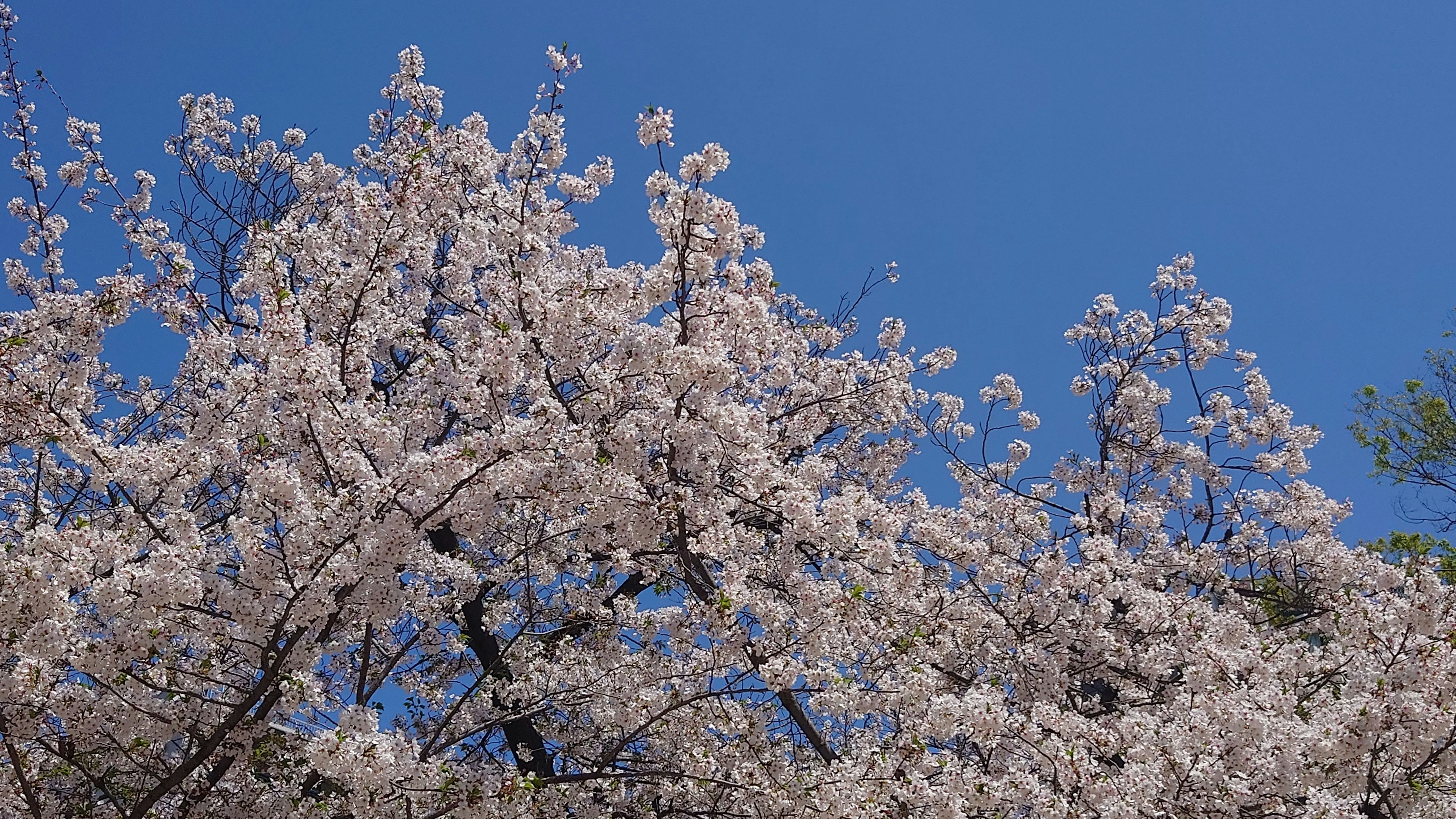 大阪府の青空に咲くソメイヨシノの花の枝