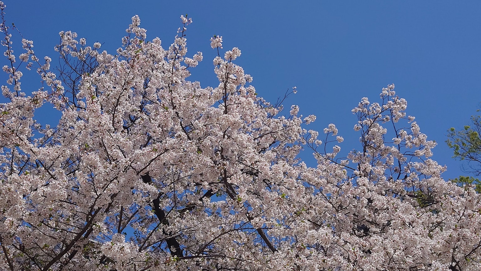 Bunga sakura mekar penuh di bawah langit biru jernih
