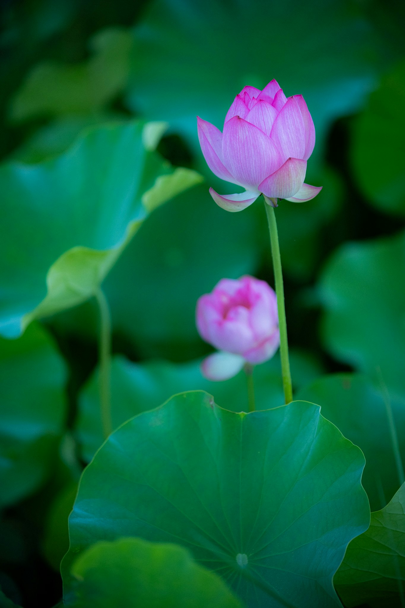 ピンクの蓮の花が咲く水辺の緑の背景