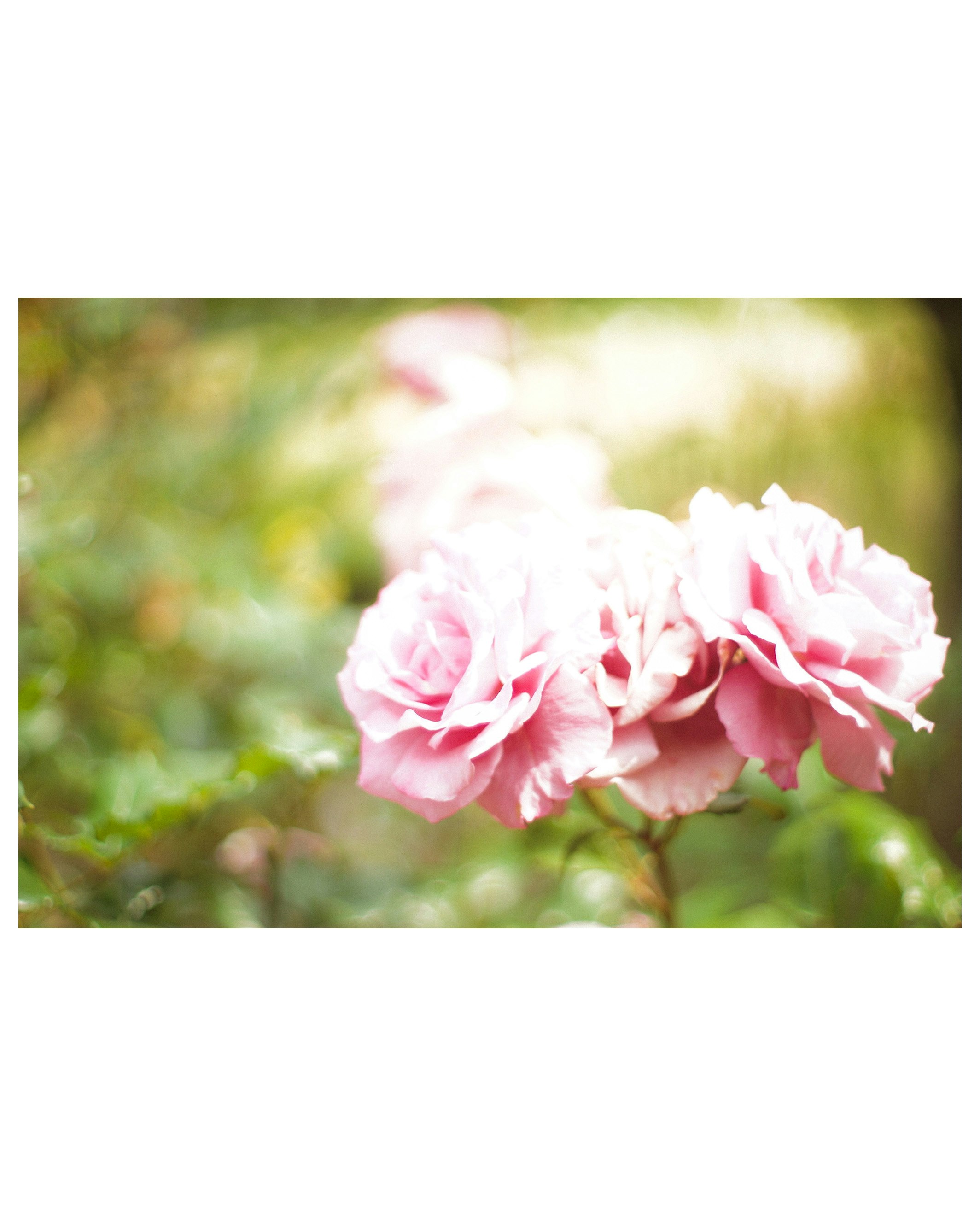 rosa Rosenblüten mit weichem Bokeh-Hintergrund