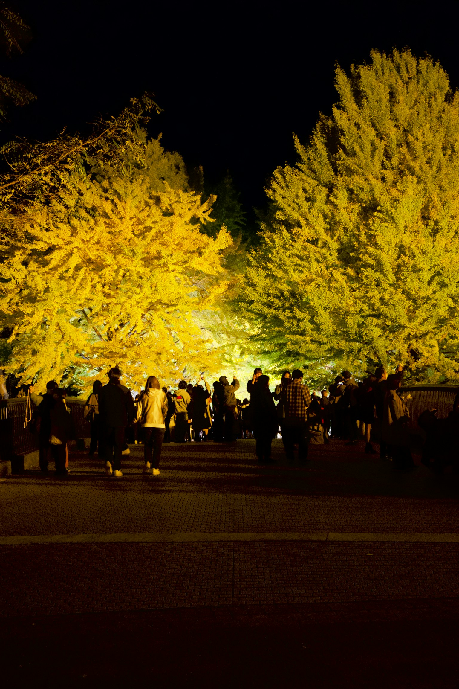 夜晚公園中黃色樹木間聚集的人們