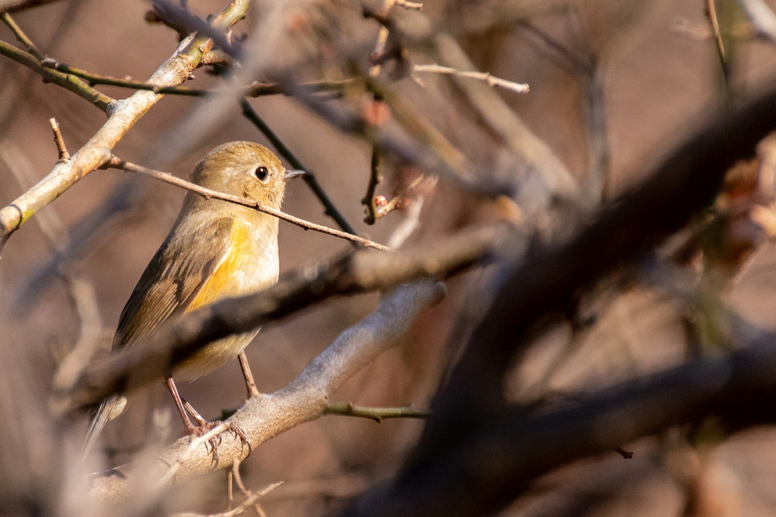 A bird perched on a twig with brown and orange feathers