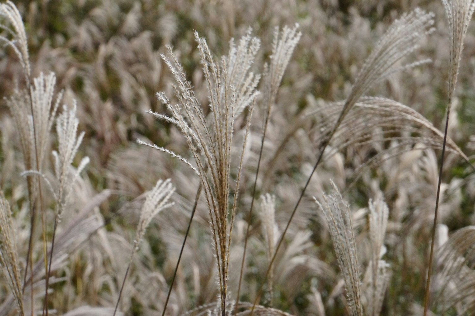 Feld mit weißen Grasblättern, die sanft wehen