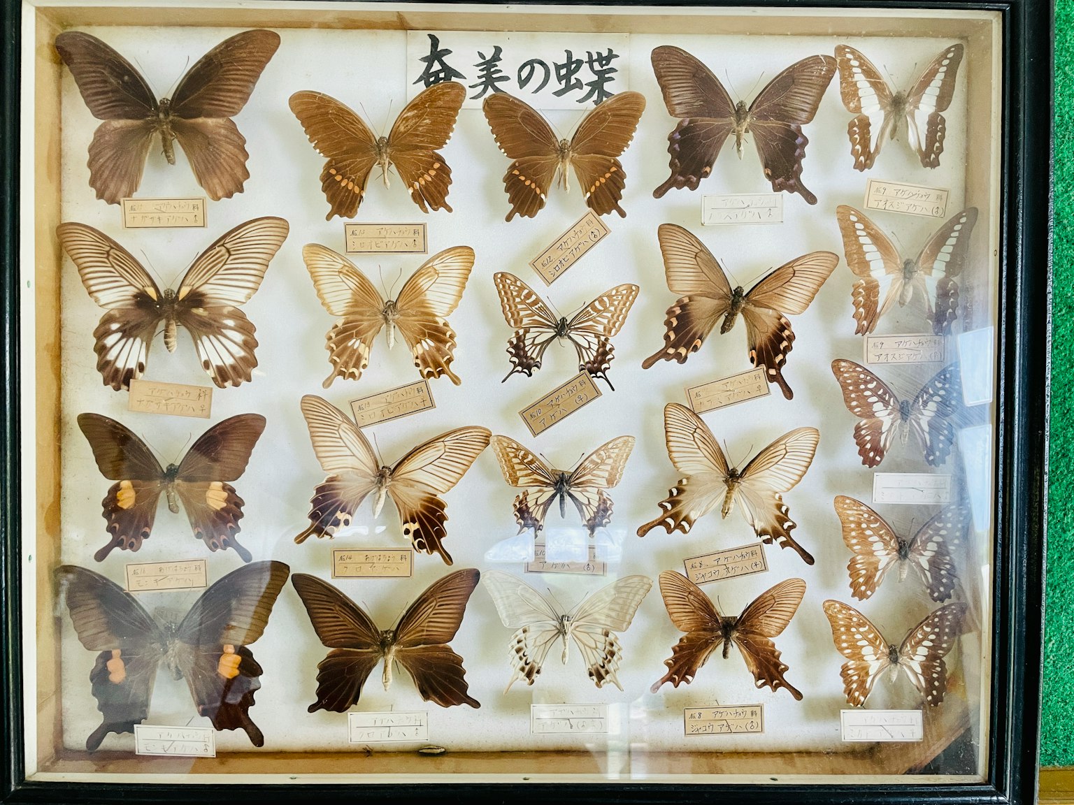 Affichage de divers spécimens de papillons disposés dans une vitrine