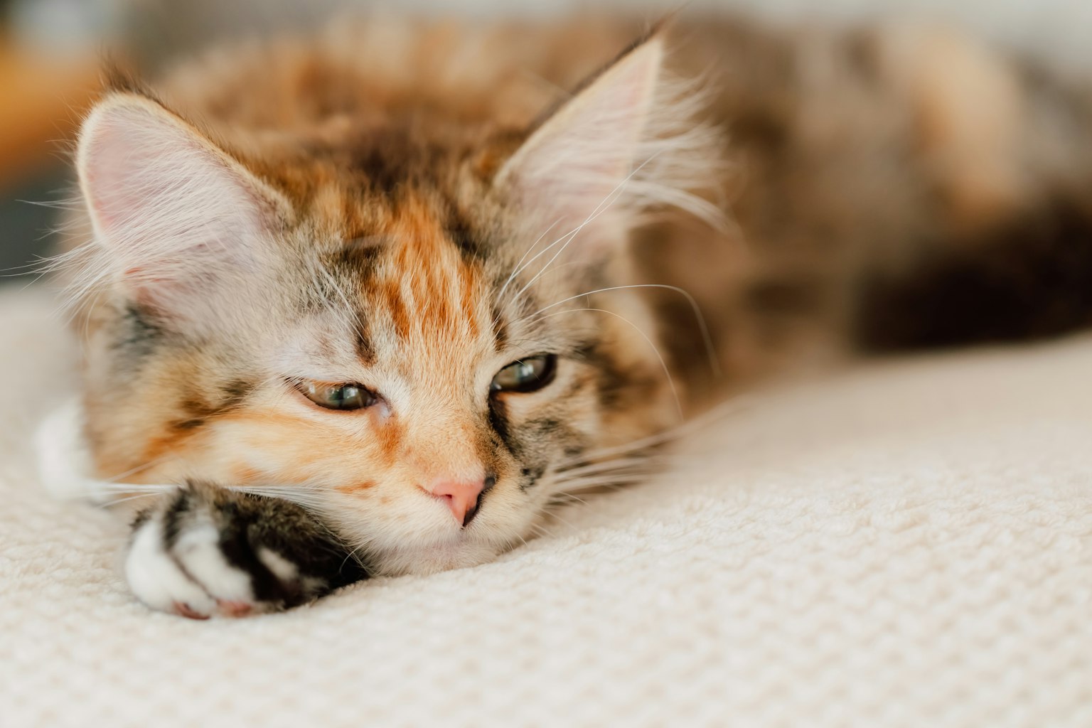 Un chat multicolore se reposant sur un canapé