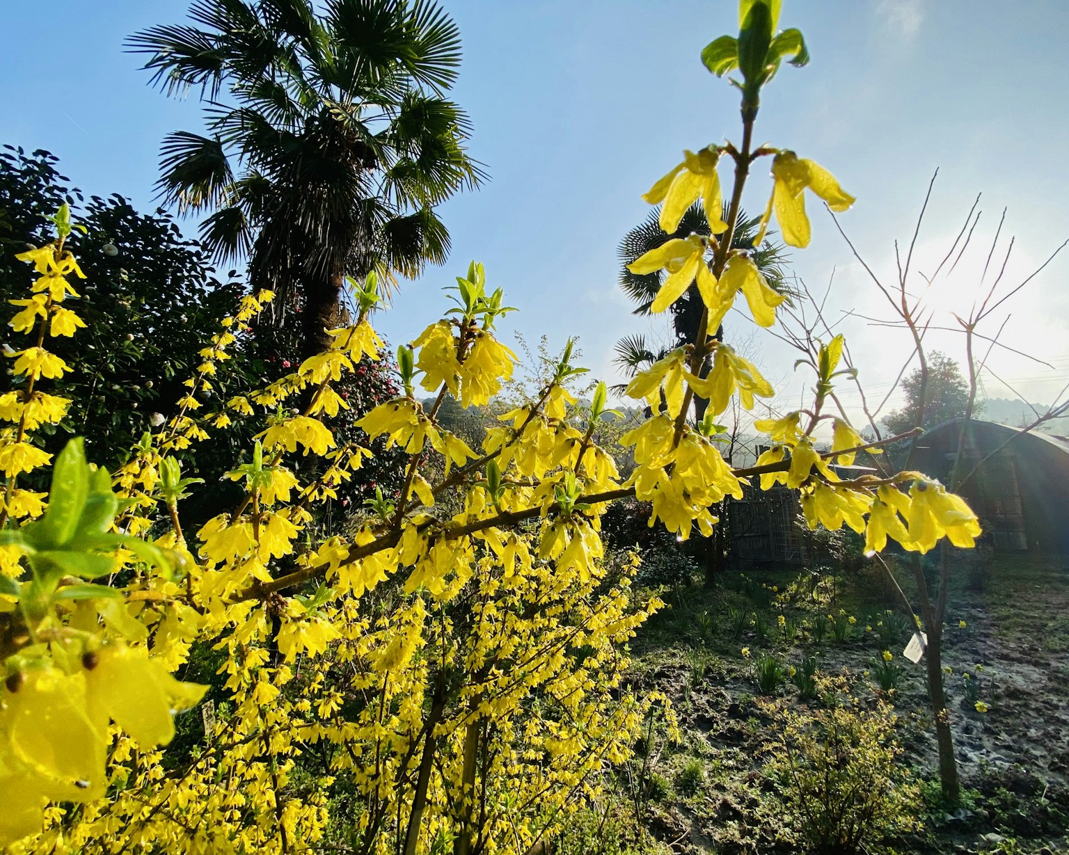 Fiori gialli vibranti in fiore con palme sullo sfondo