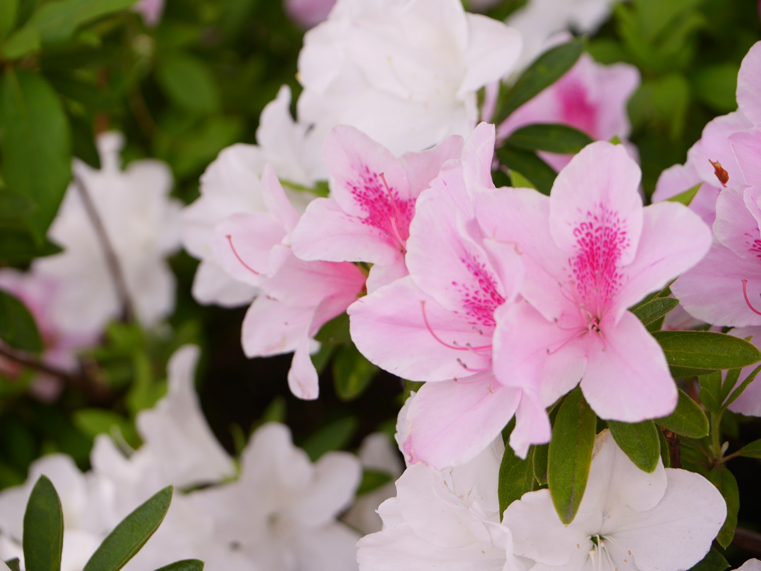 Flores de azalea rosas y blancas en flor