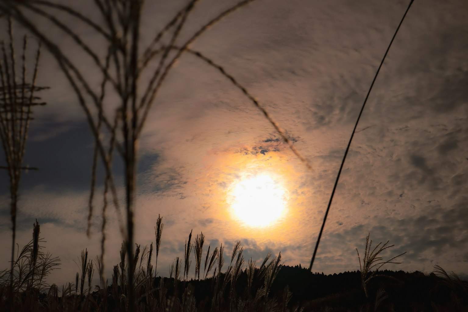 Silueta de hierba contra un cielo al atardecer