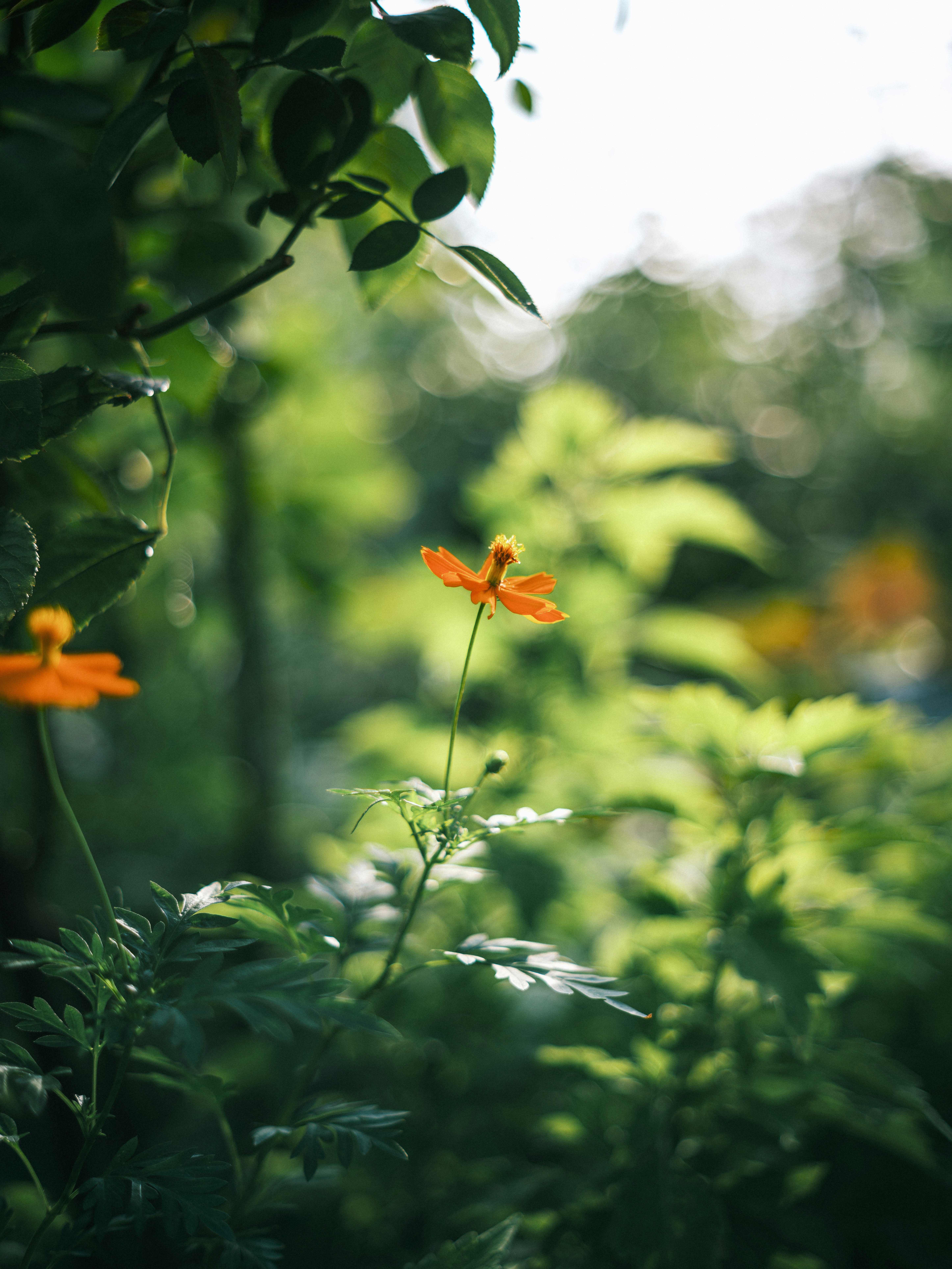 木の葉の間に咲く小さな花と緑のボケ背景