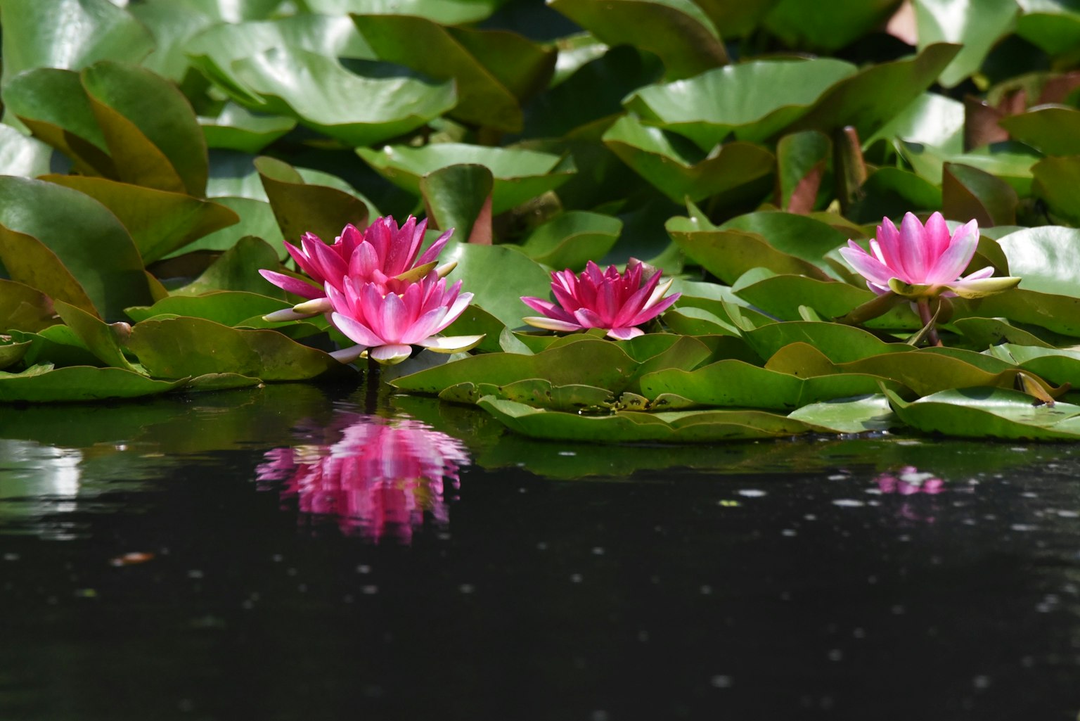 Pemandangan tenang kolam dengan teratai merah muda mengapung di permukaan dan refleksinya