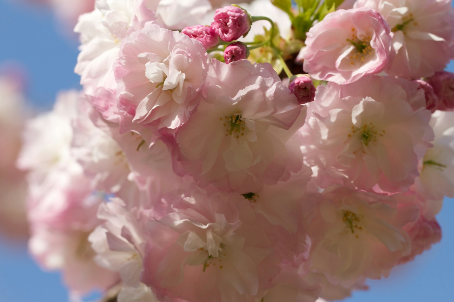 푸른 하늘을 배경으로 한 부드러운 분홍색 꽃잎의 벚꽃 클로즈업