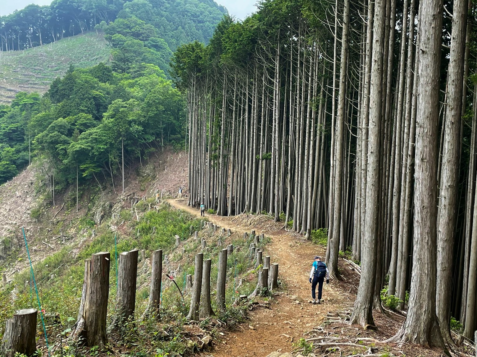 Una persona che cammina lungo un sentiero forestale circondato da alberi alti e vegetazione