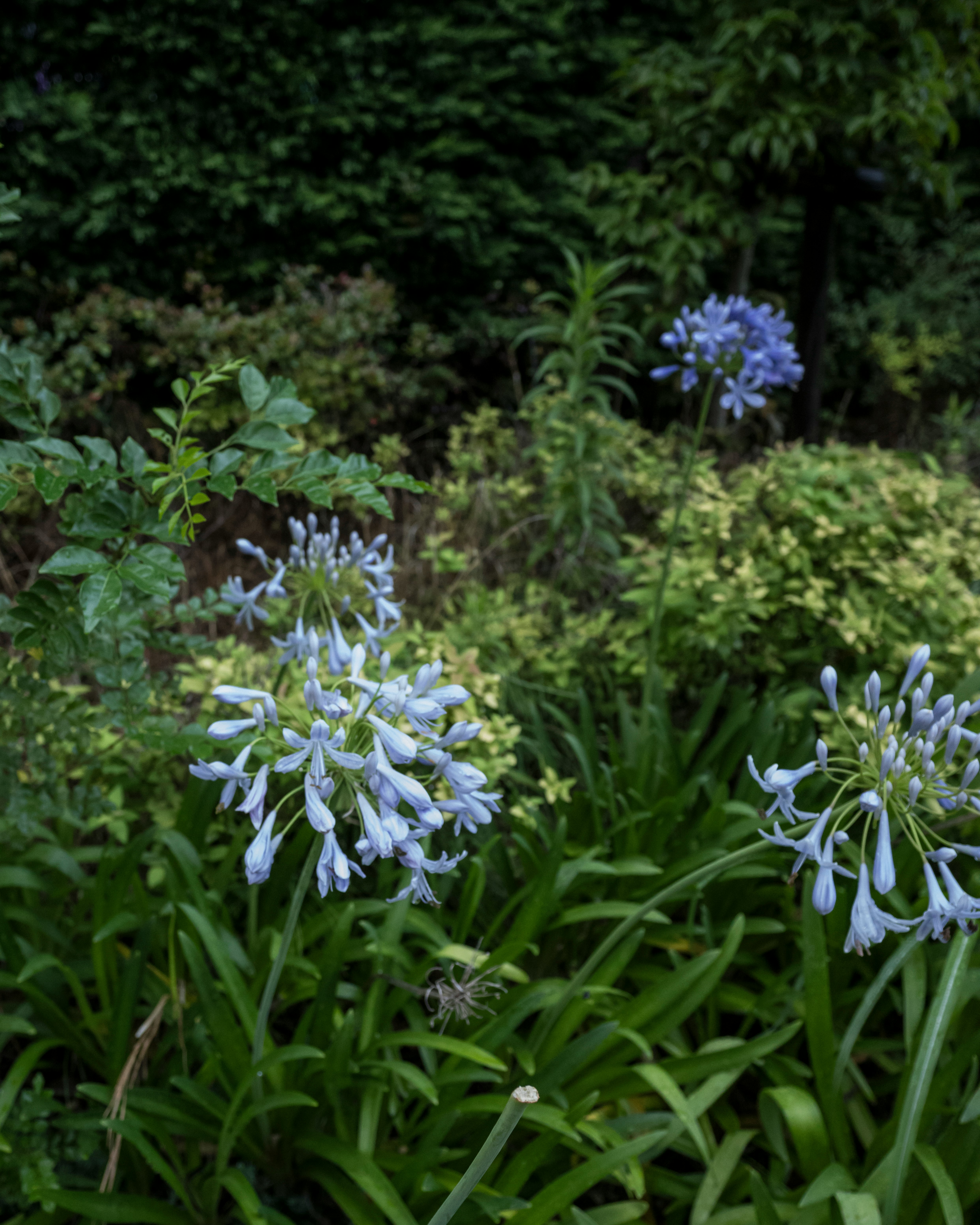 庭の花が咲く緑の花壇