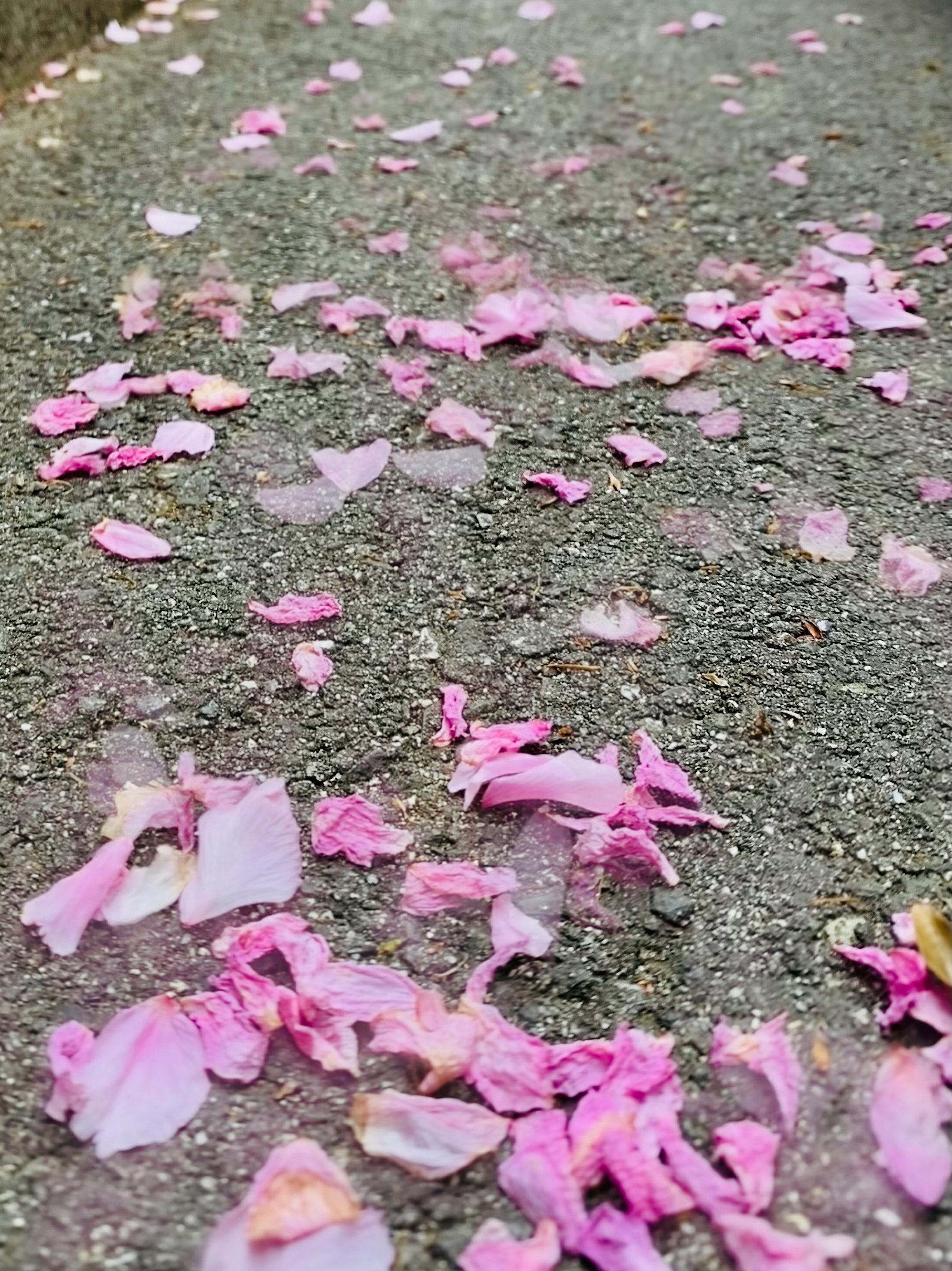 スマホの長時間露光で撮影したピンクの花びらが散る路面