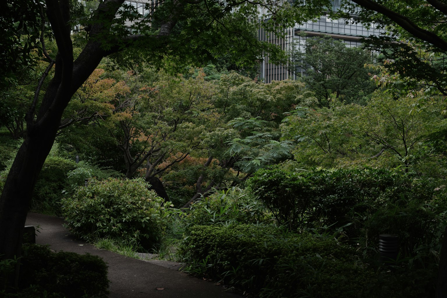 Paesaggio di parco lussureggiante con alberi densi ambienti verdi edifici urbani sullo sfondo