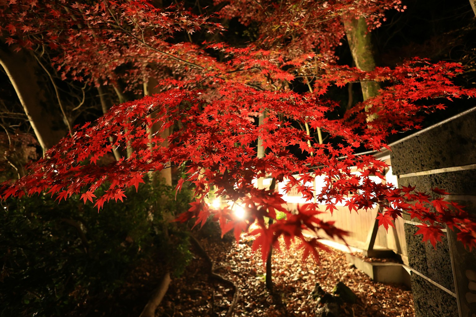 Pemandangan malam pohon maple merah dengan lampu di sekitarnya