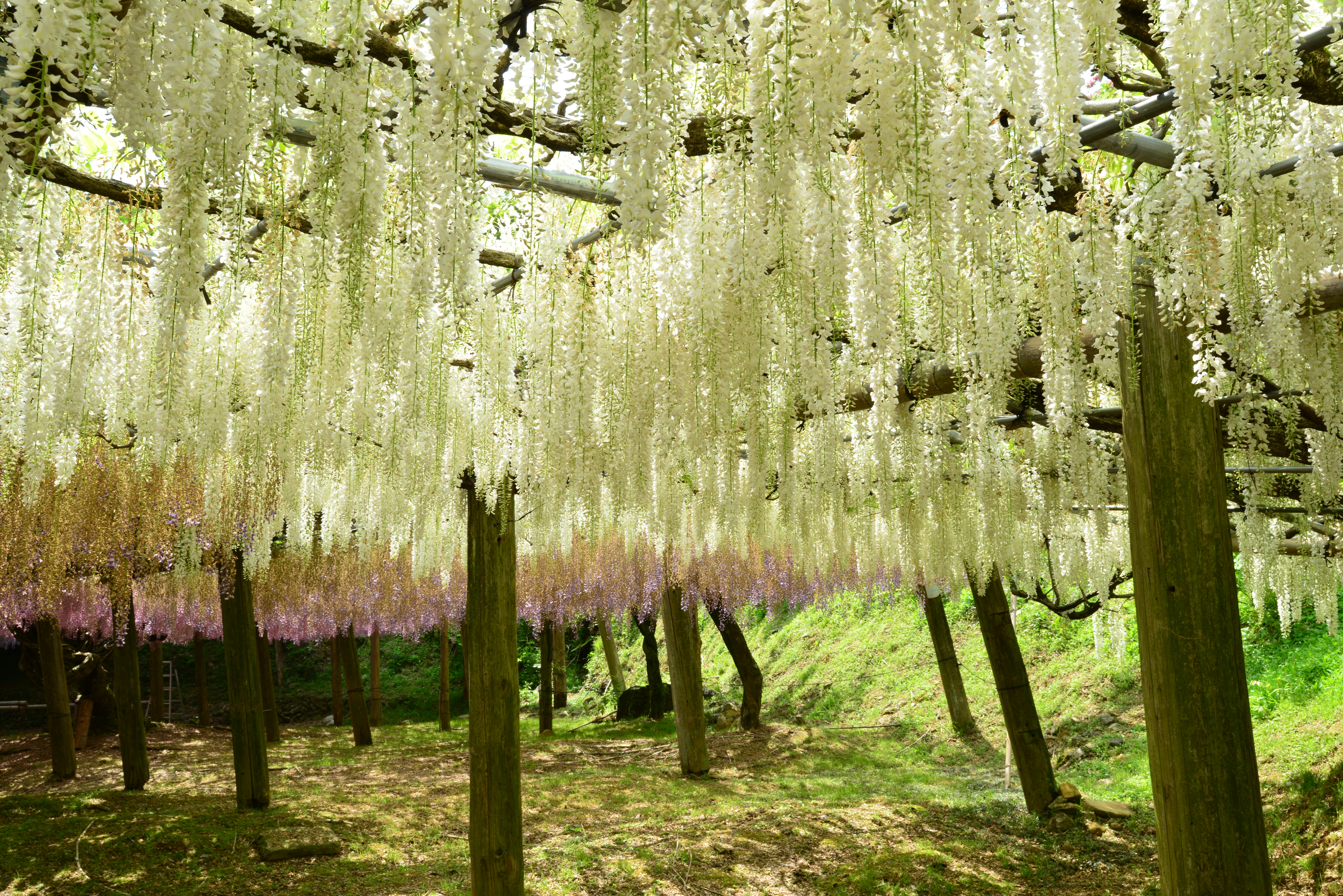 Hầm hoa glycine treo tuyệt đẹp