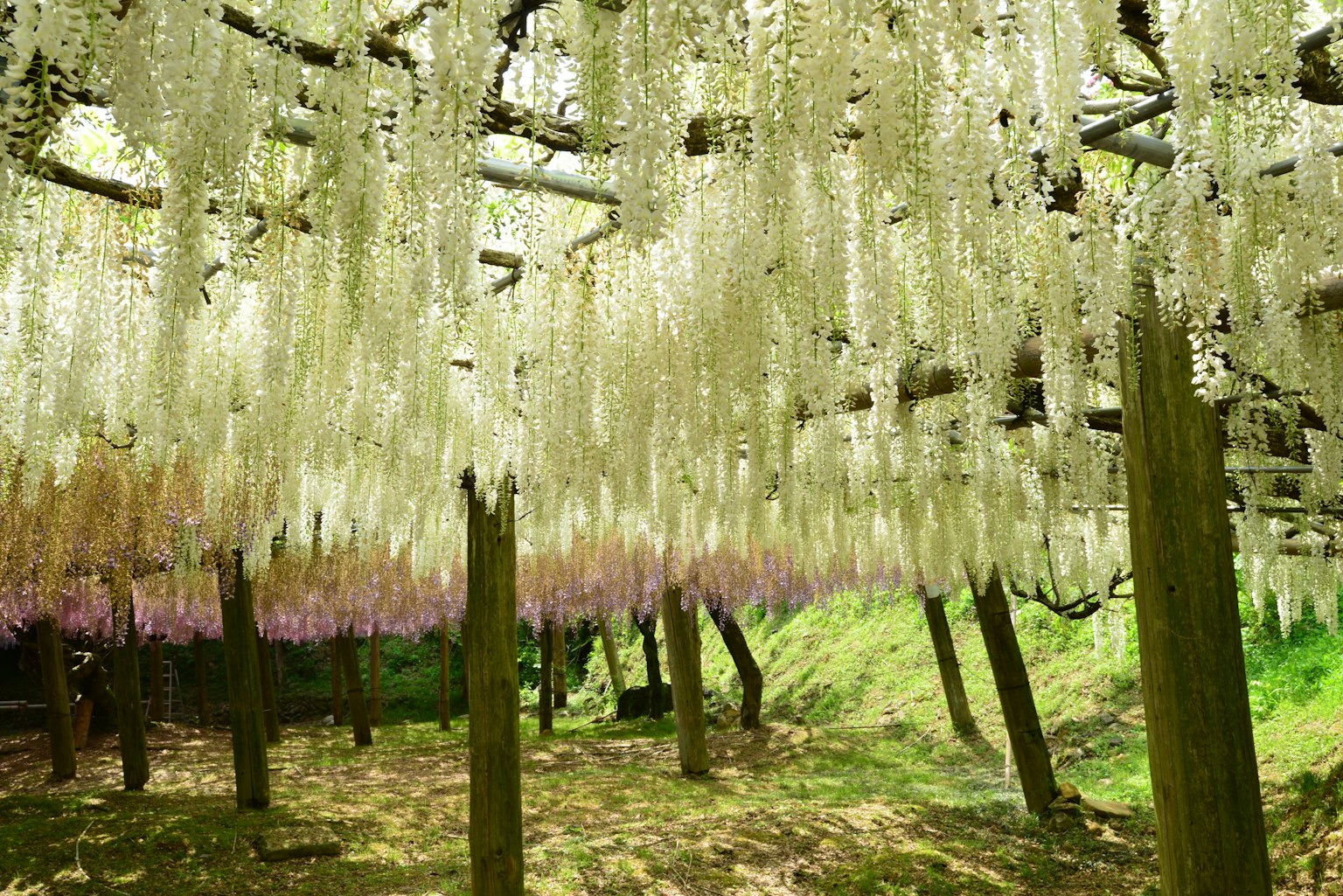 Terowongan indah bunga wisteria yang menggantung