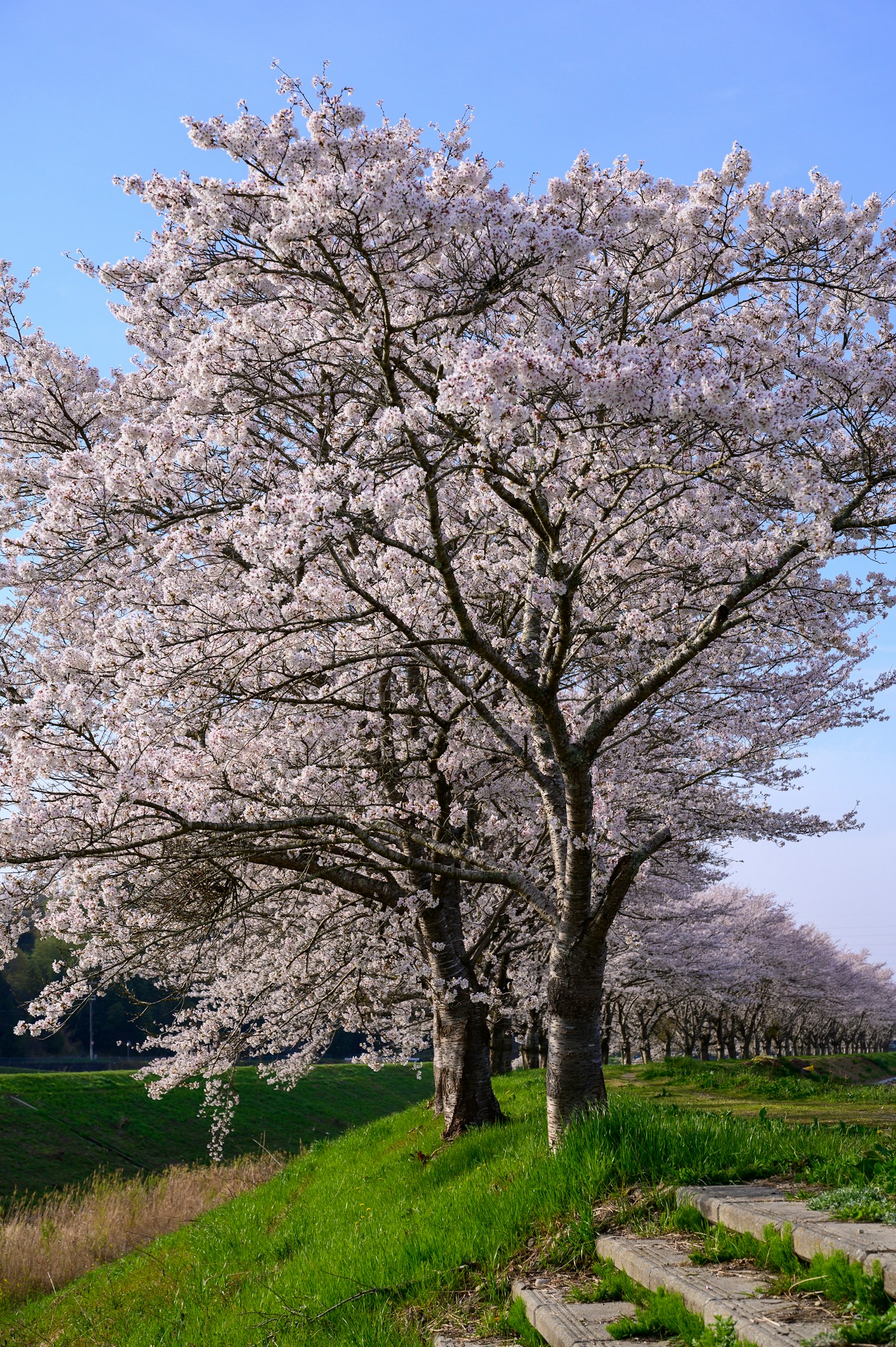 Cherry blossom trees in full bloom under a blue sky with lush green grass