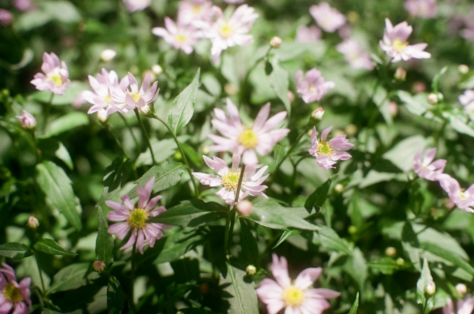Paesaggio di fiori rosa circondati da foglie verdi