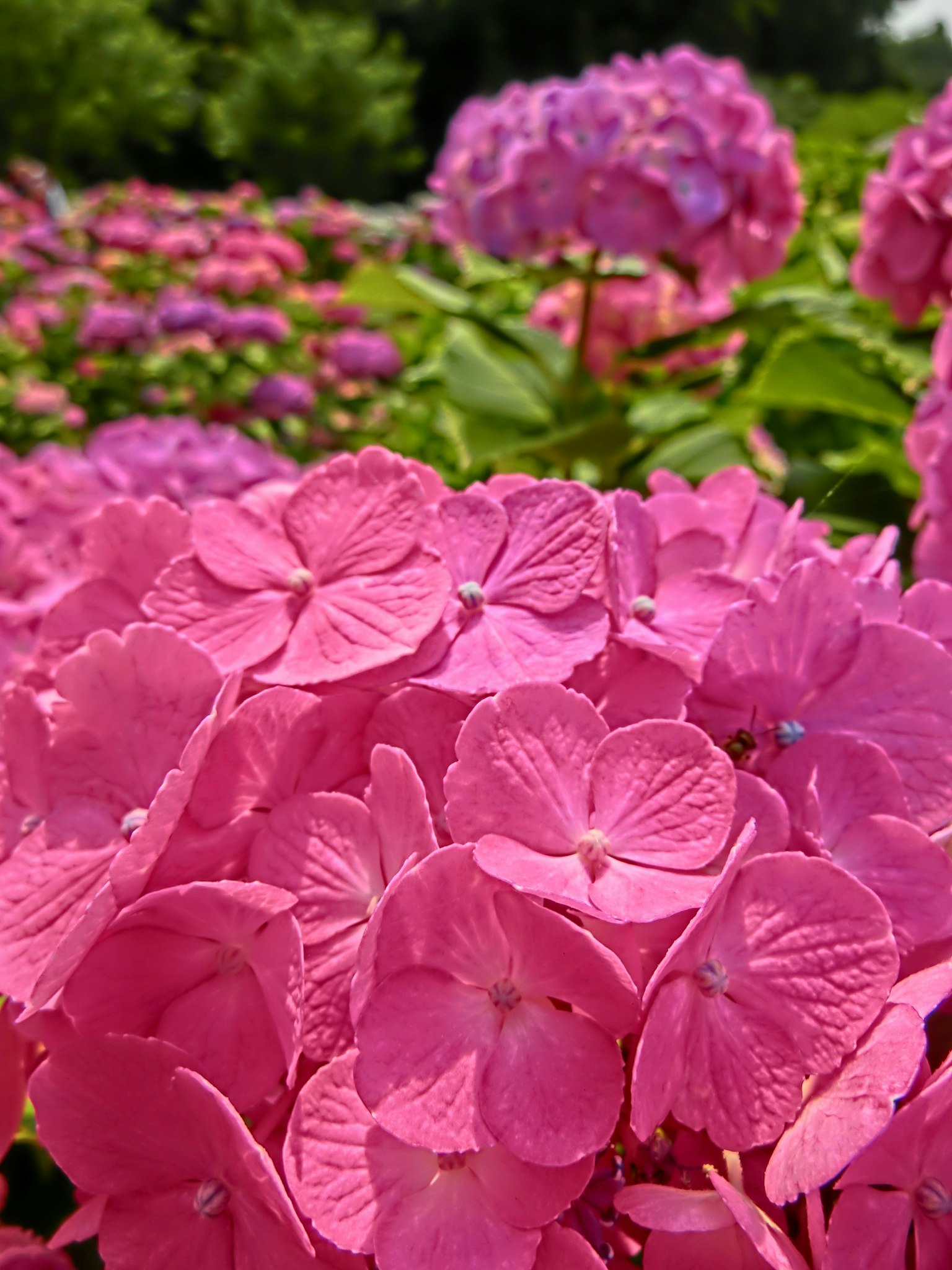 Lebendige rosa Hortensienblüten in voller Blüte mit üppigem grünem Laub im Hintergrund