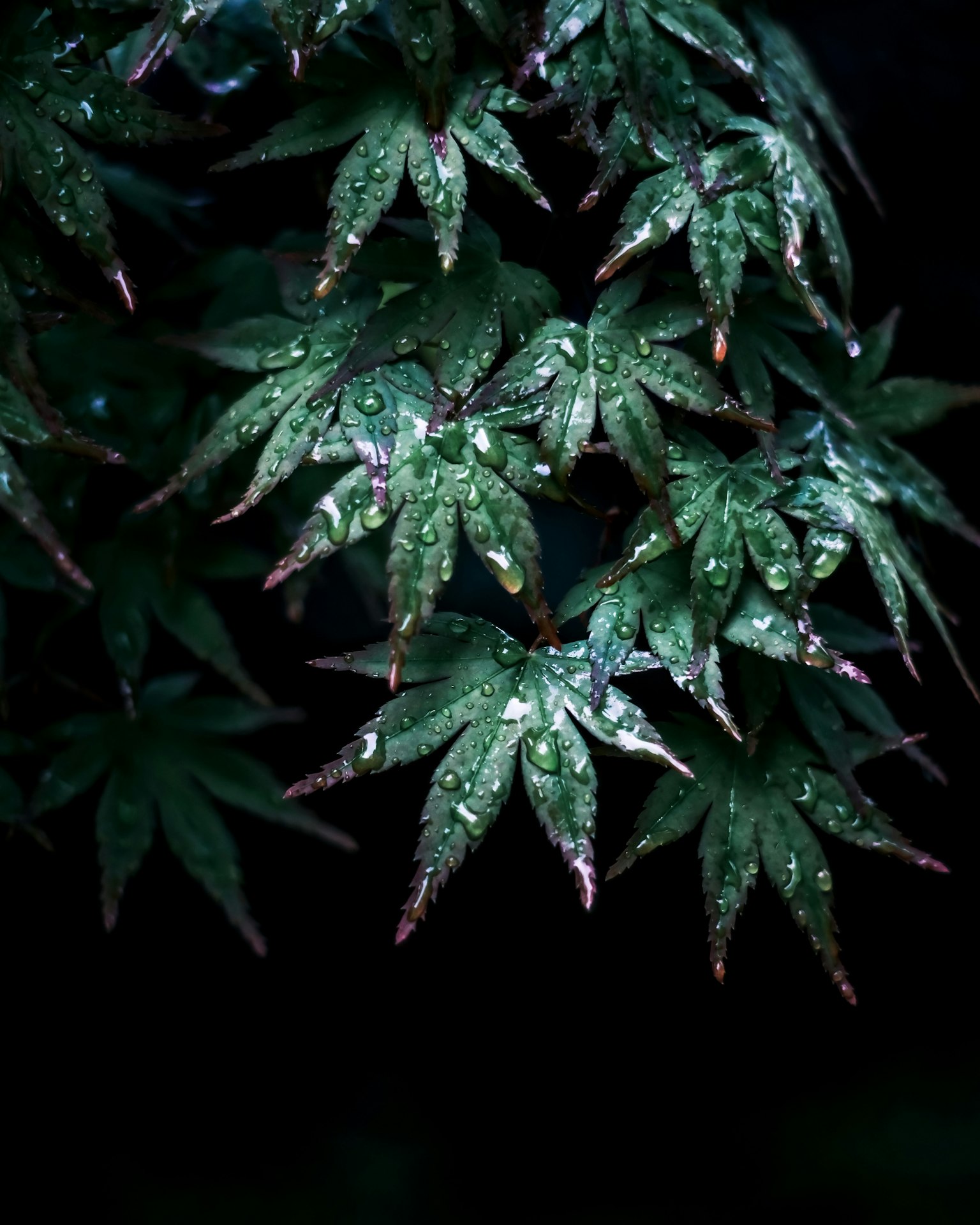 Green leaves with raindrops against a dark background