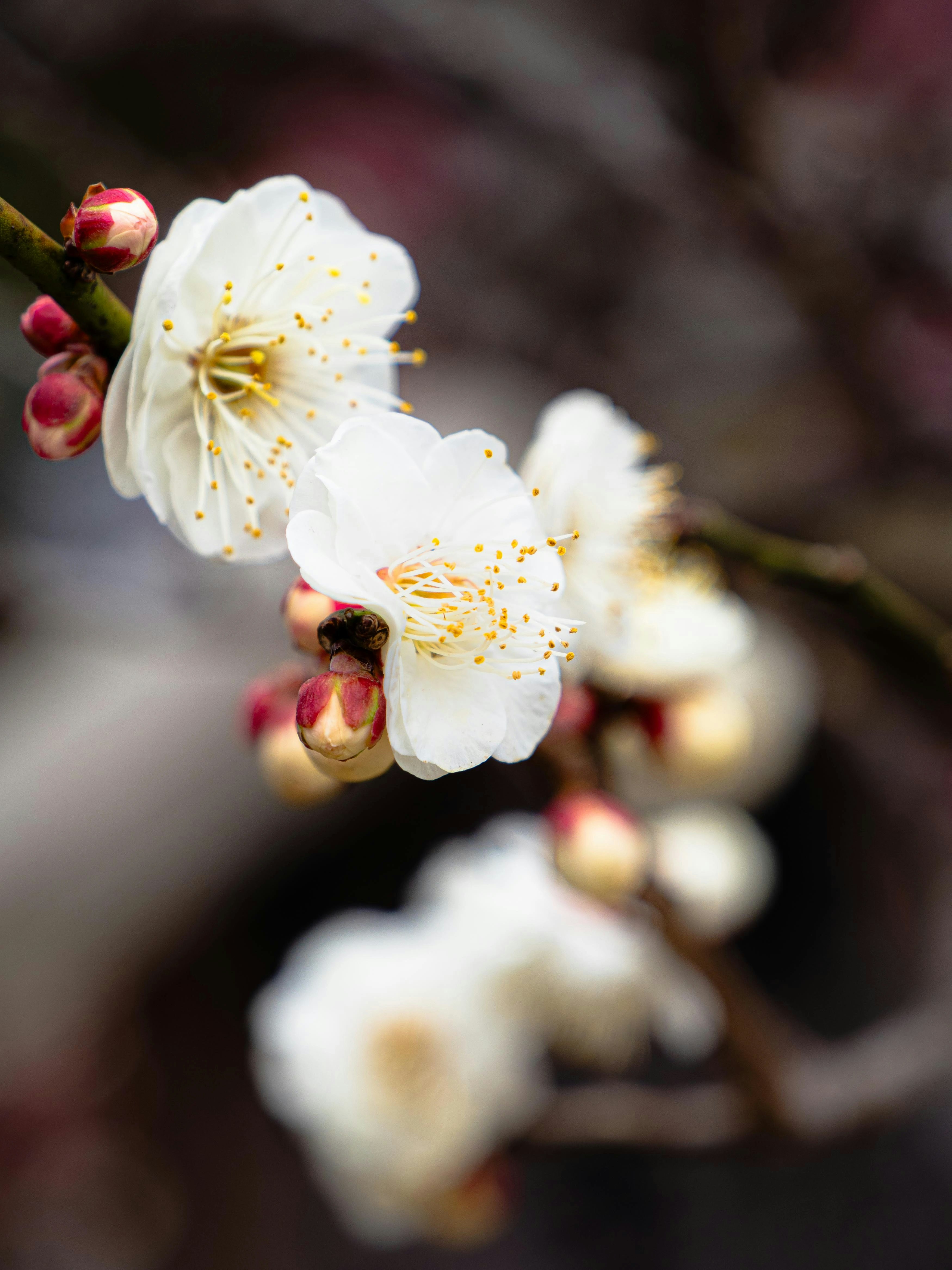 白い梅の花のクローズアップ