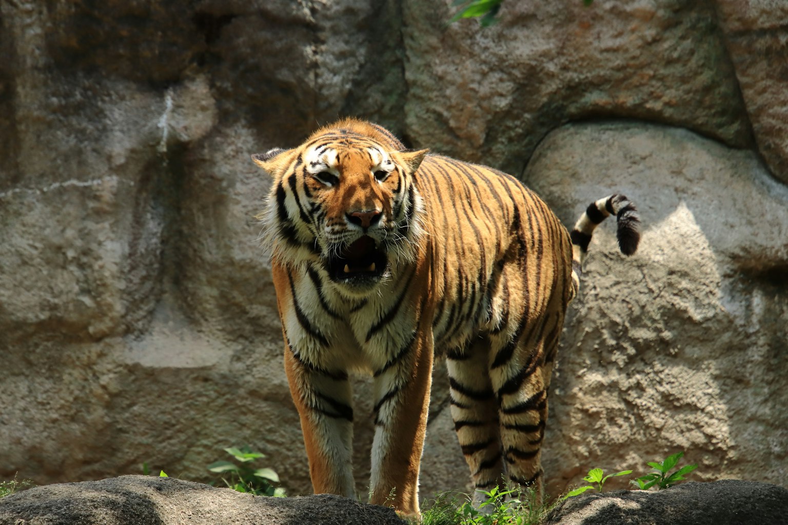 Un tigre in piedi davanti a uno sfondo roccioso