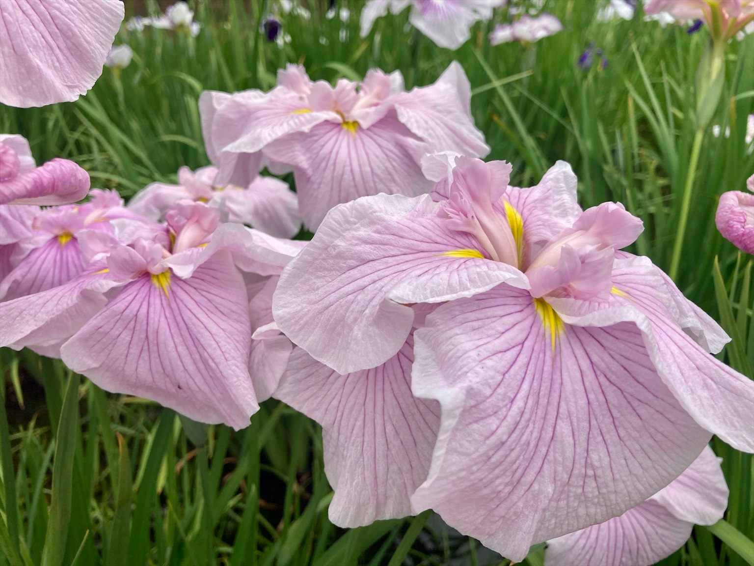 Grupo de hermosas iris con pétalos morados claros