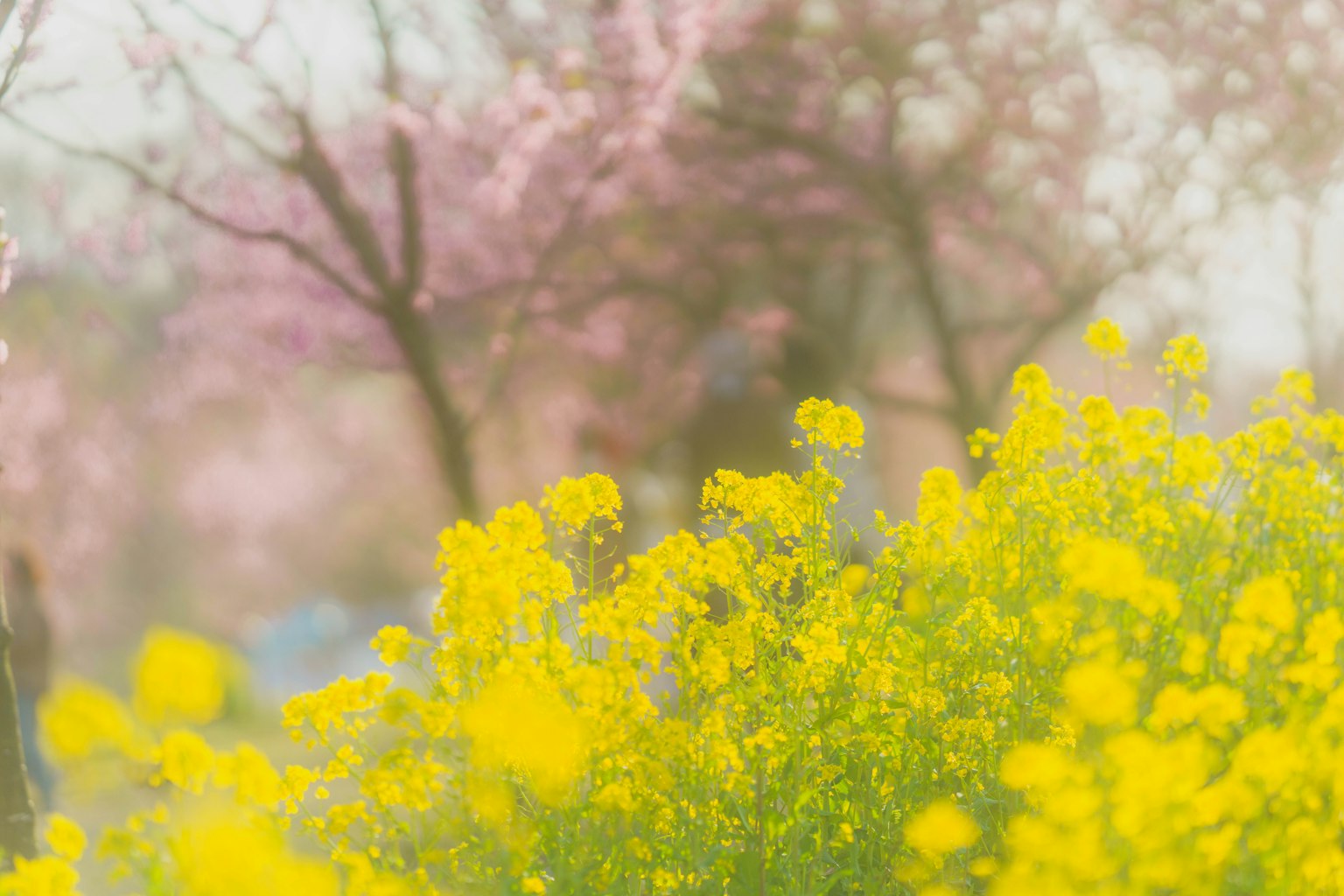 Pemandangan kabur dengan bunga kuning dan pohon sakura pink