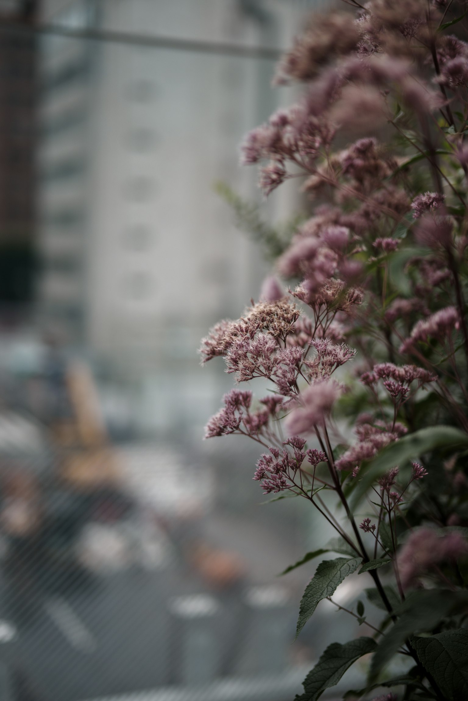Flores rosas en primer plano con un fondo urbano borroso