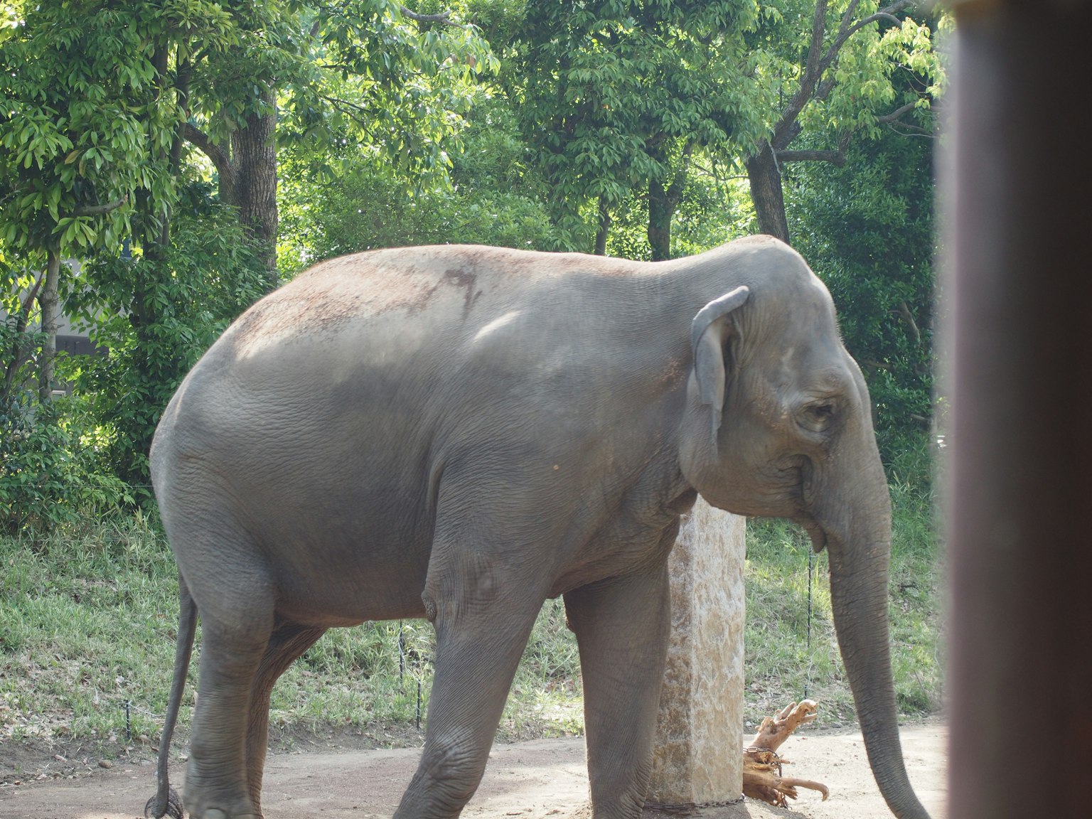 Primer plano de un elefante asiático caminando en un zoológico con un fondo verde
