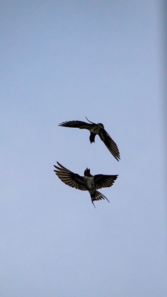 空を飛ぶツバメの口げんか